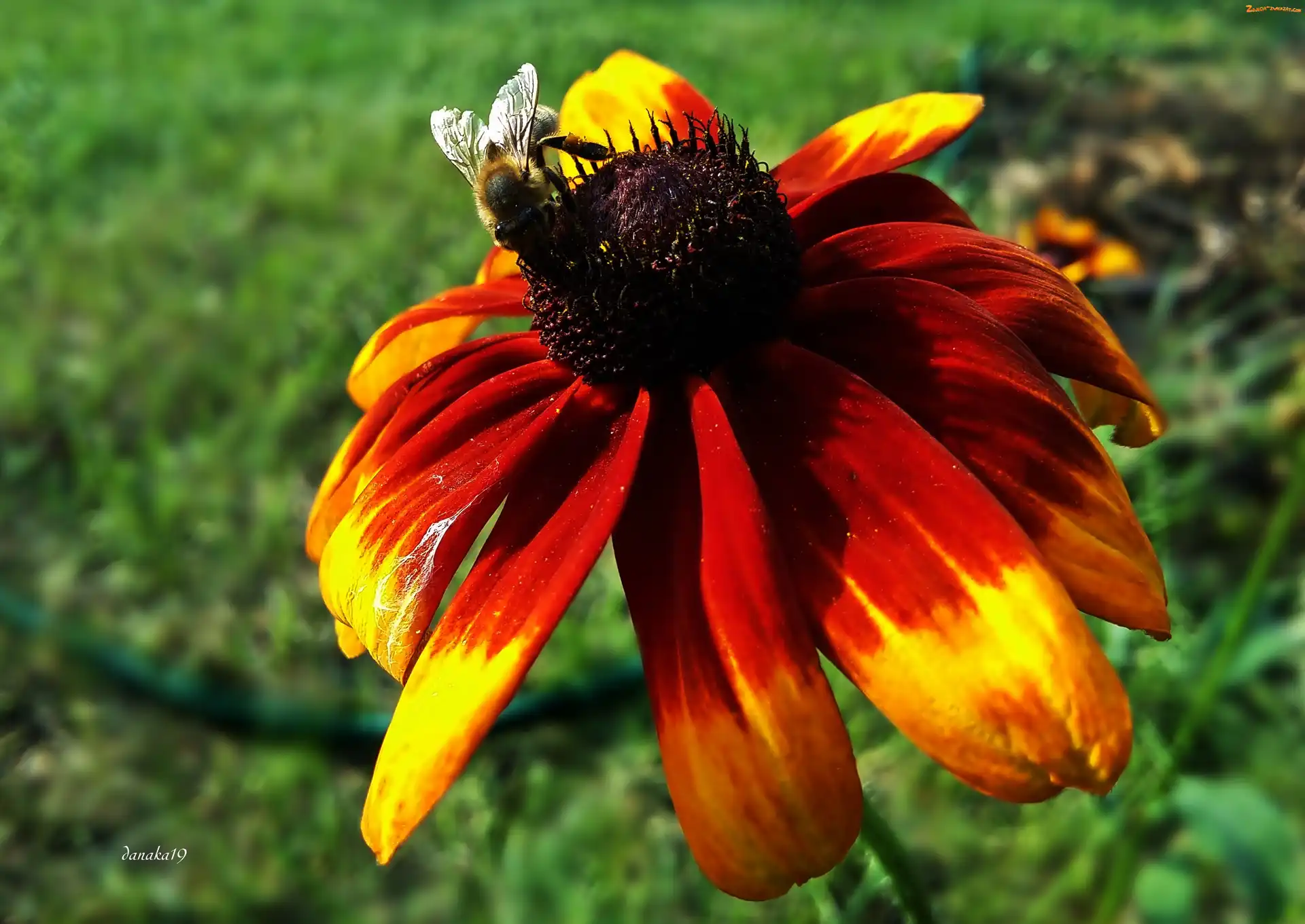 Rudbekia, Pszczoła, Kwiat, Owad