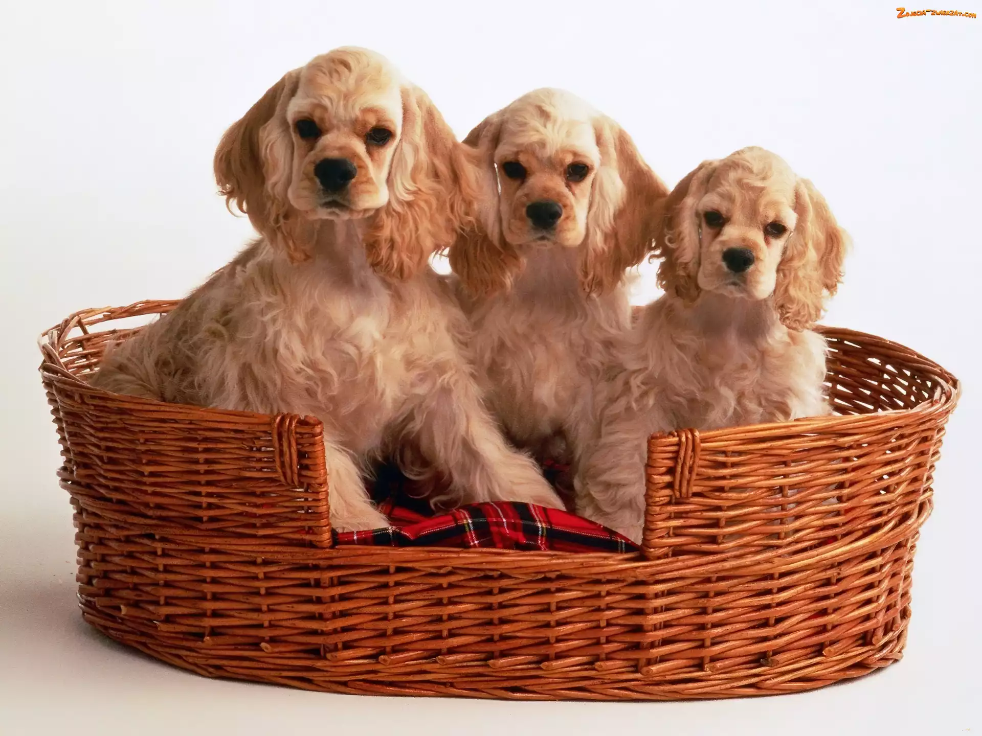 Rudowłose, Spaniele, Kosz, Trzy