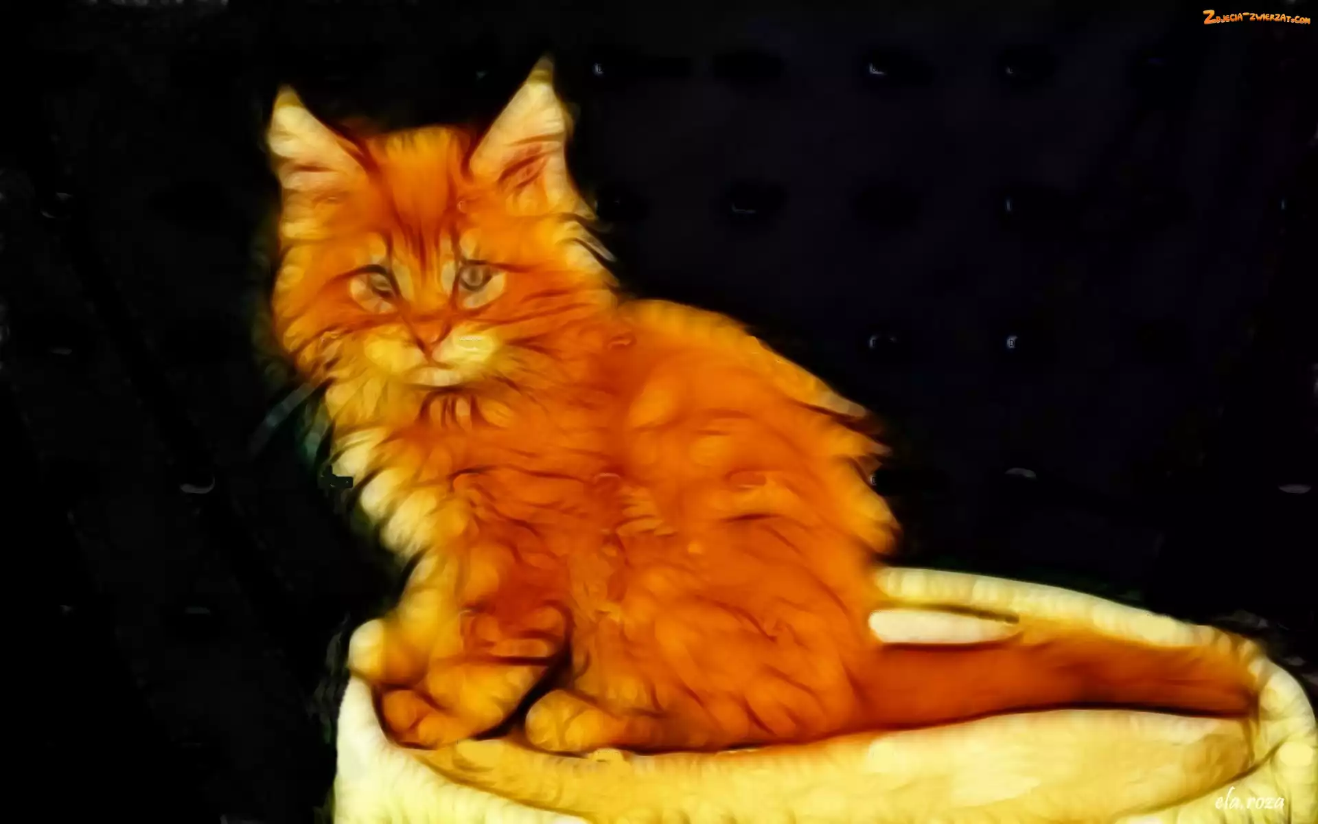 Fractalius, Rudy, Kociak