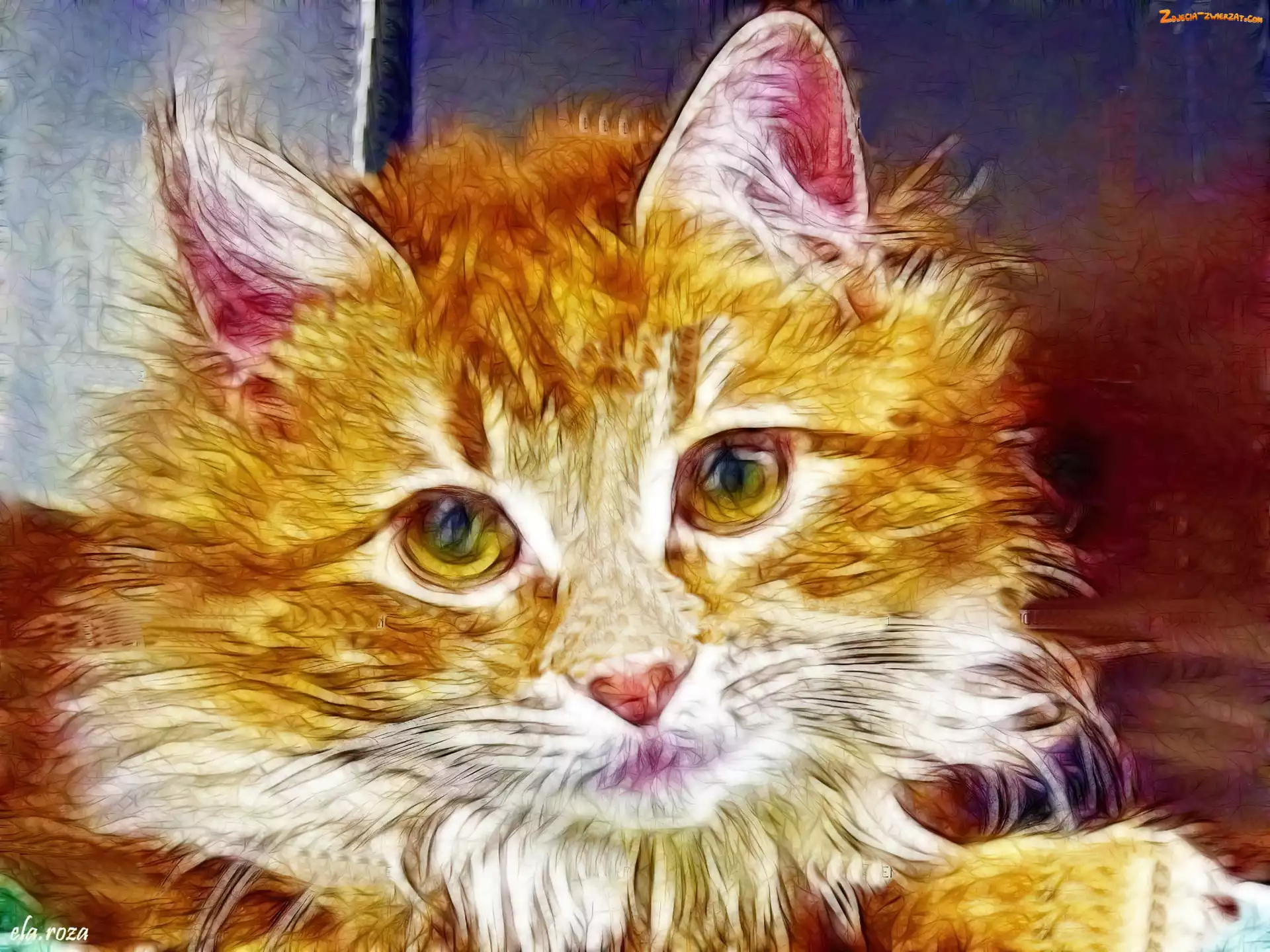 Fractalius, Rudy, Kotek