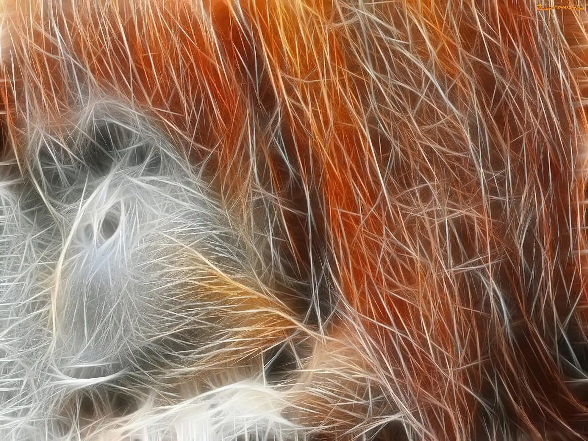 Grafika, Rudy, Orangutan