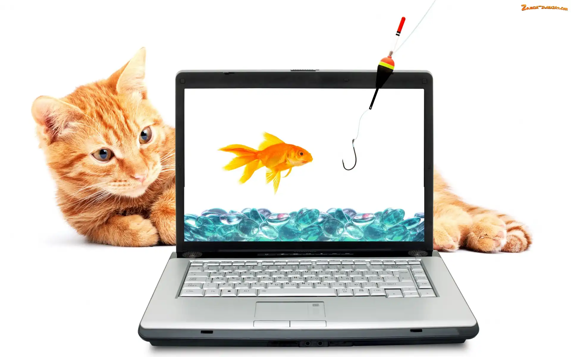 Haczyk, Rudy, Śmieszne, Rybka, Wędka, Kot, Laptop