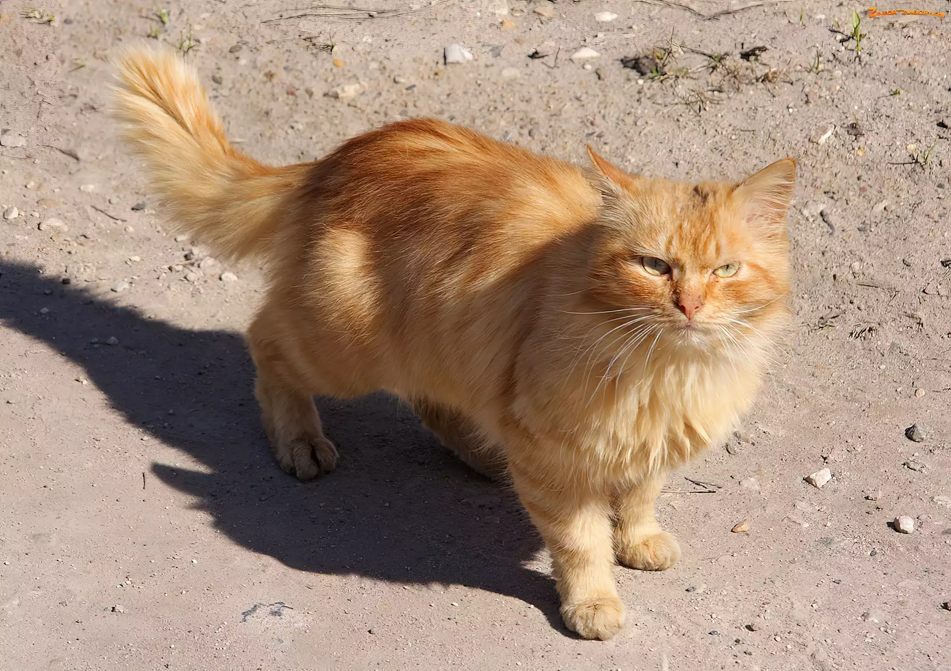 Kotek, Rudy