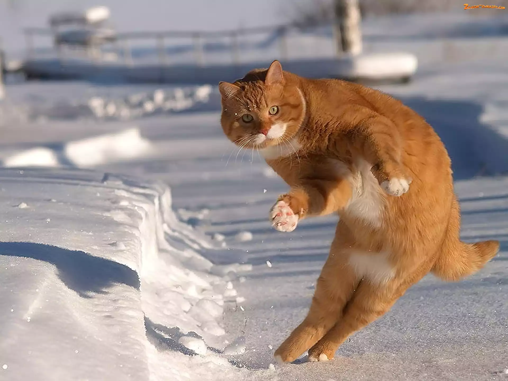 Śnieg, Rudy, Kot