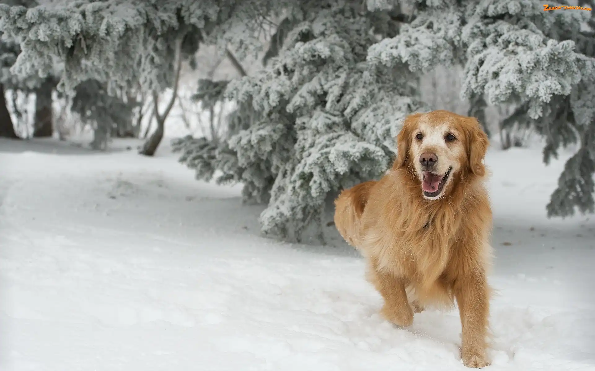Pies, Golden Retriever, Rudy, Zima