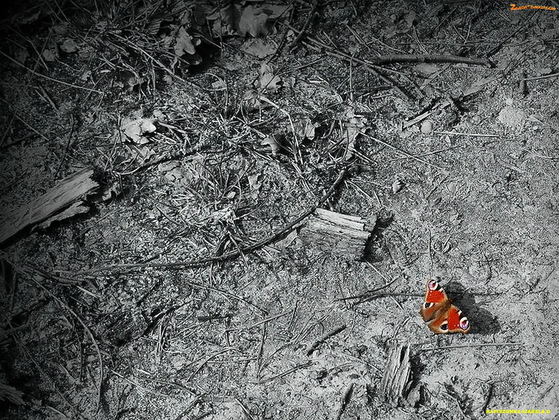 Motyl, Runo, Leśne
