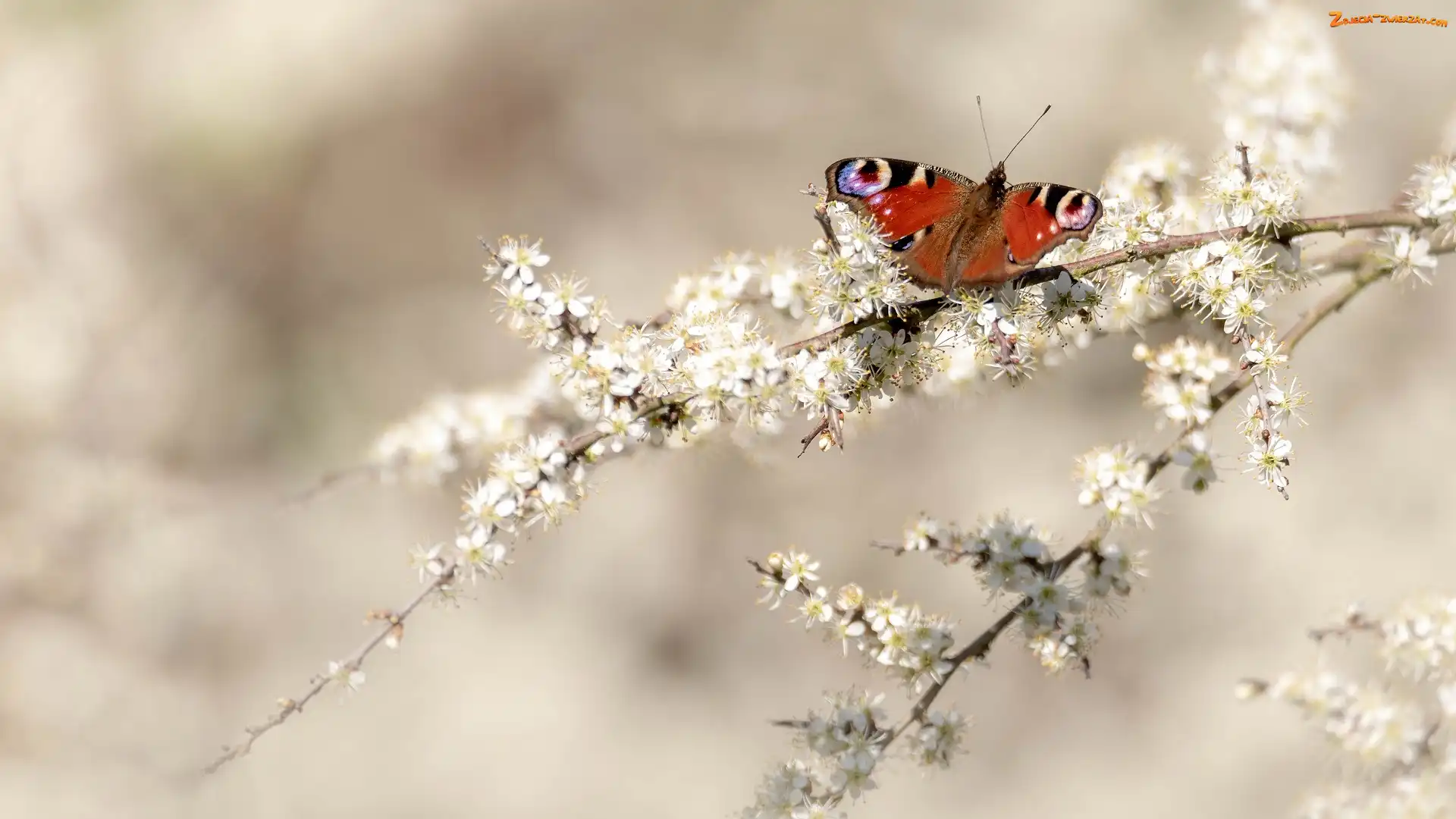 Rusałka pawik, Motyl, Białe, Gałązki, Kwiaty
