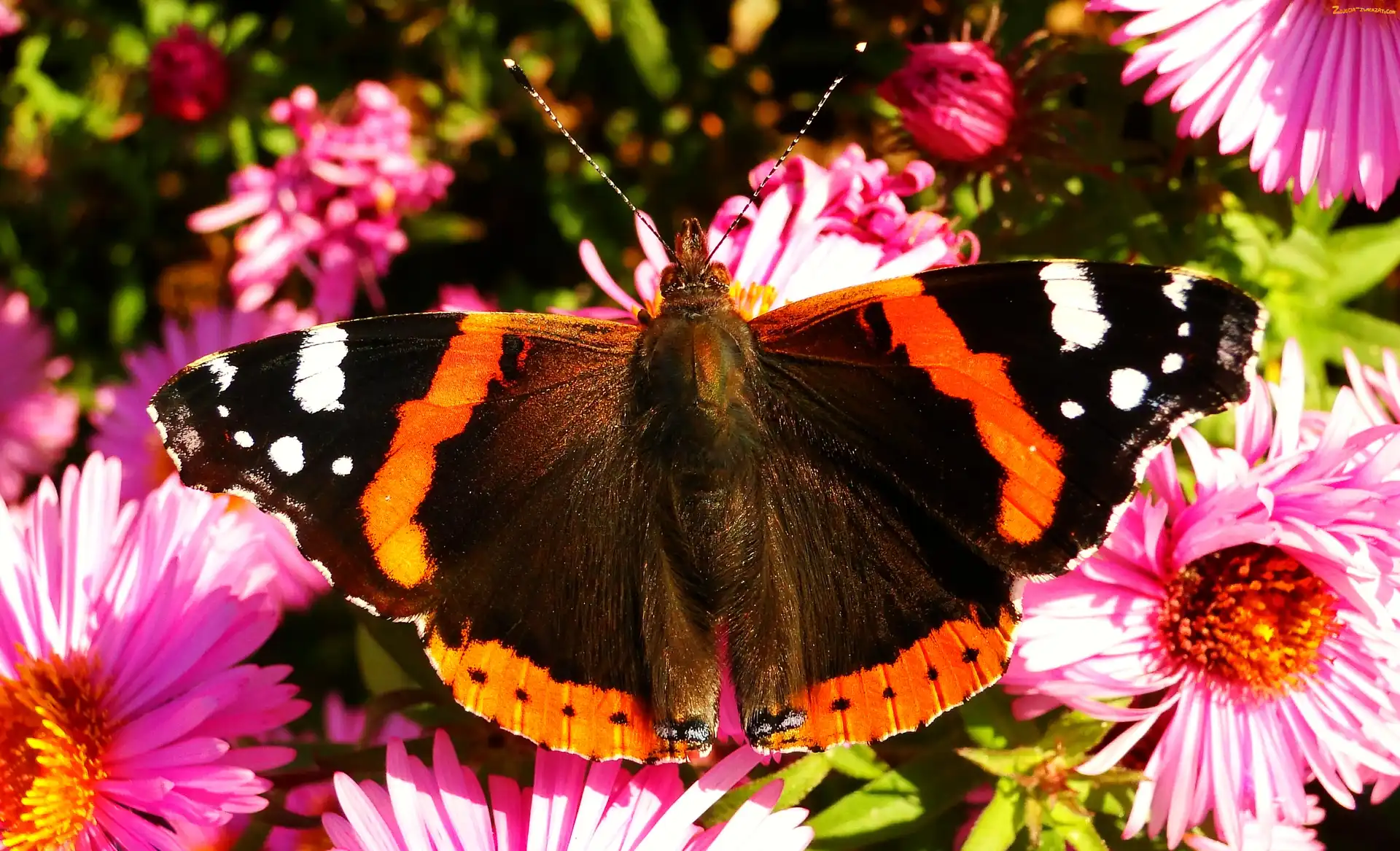 Motyl, Rusałka admirał