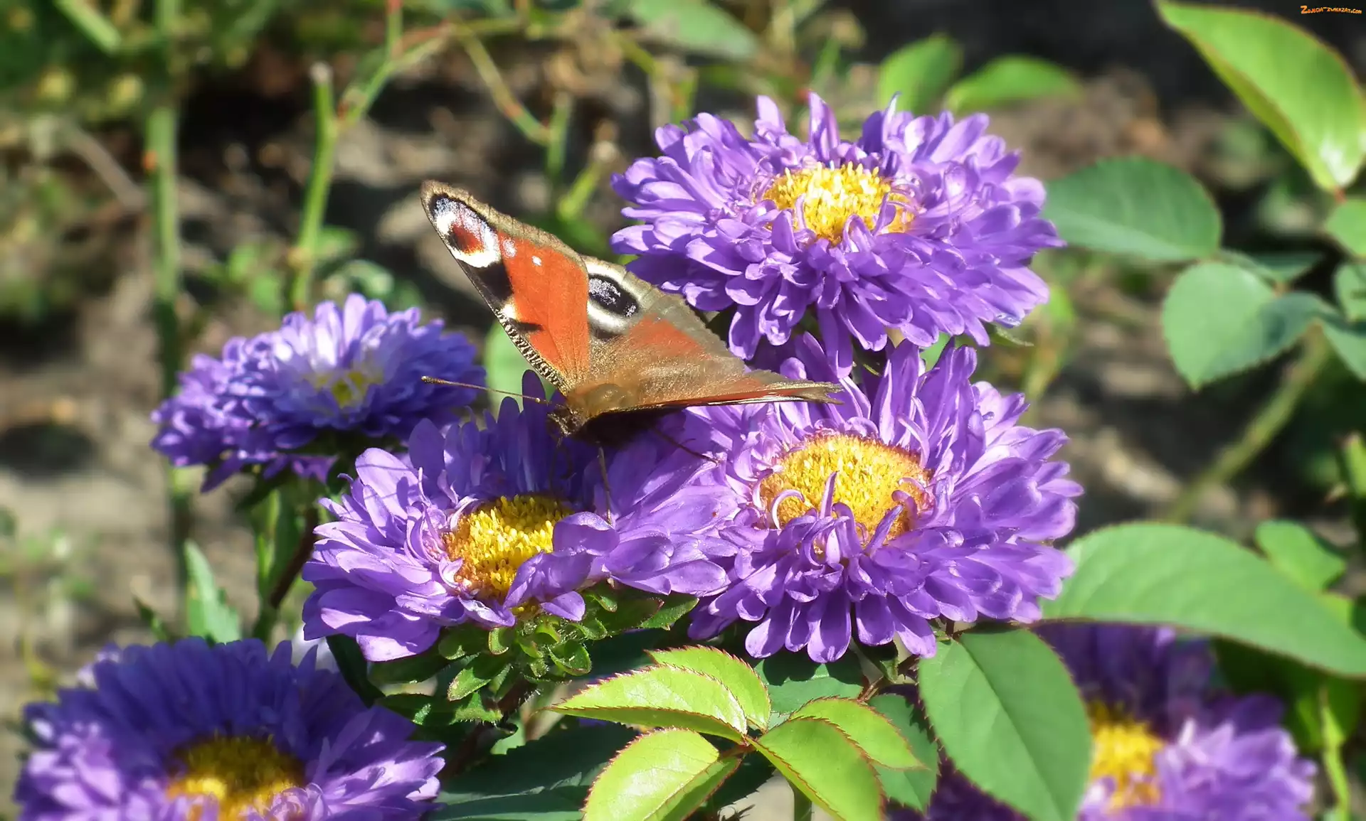 Rusałka pawik, Astry, Motyl, Kwiaty