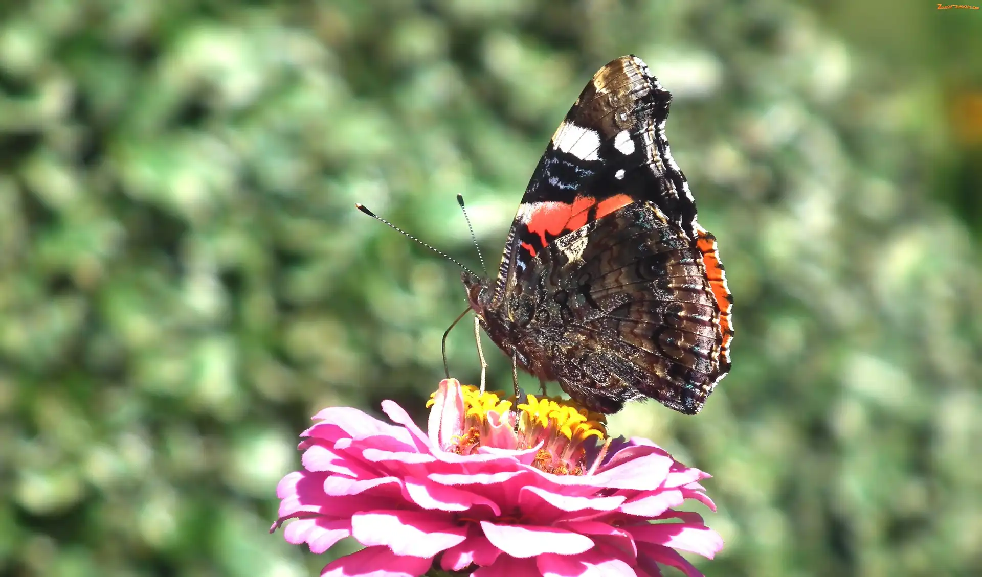 Rusałka admirał, Cynia, Motyl, Kwiat