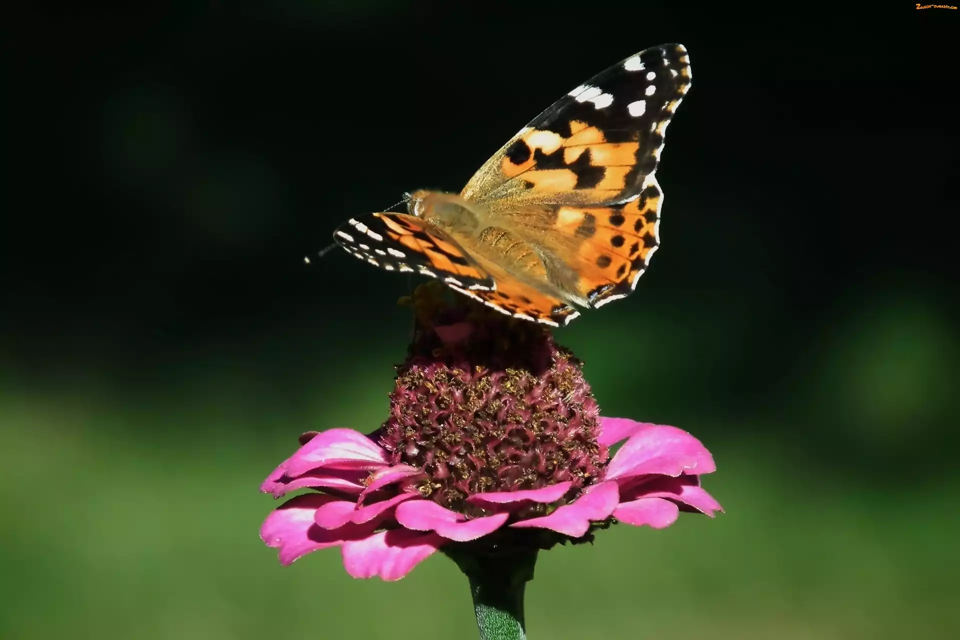 Rusałka osetnik, Cynia, Motyl, Kwiat