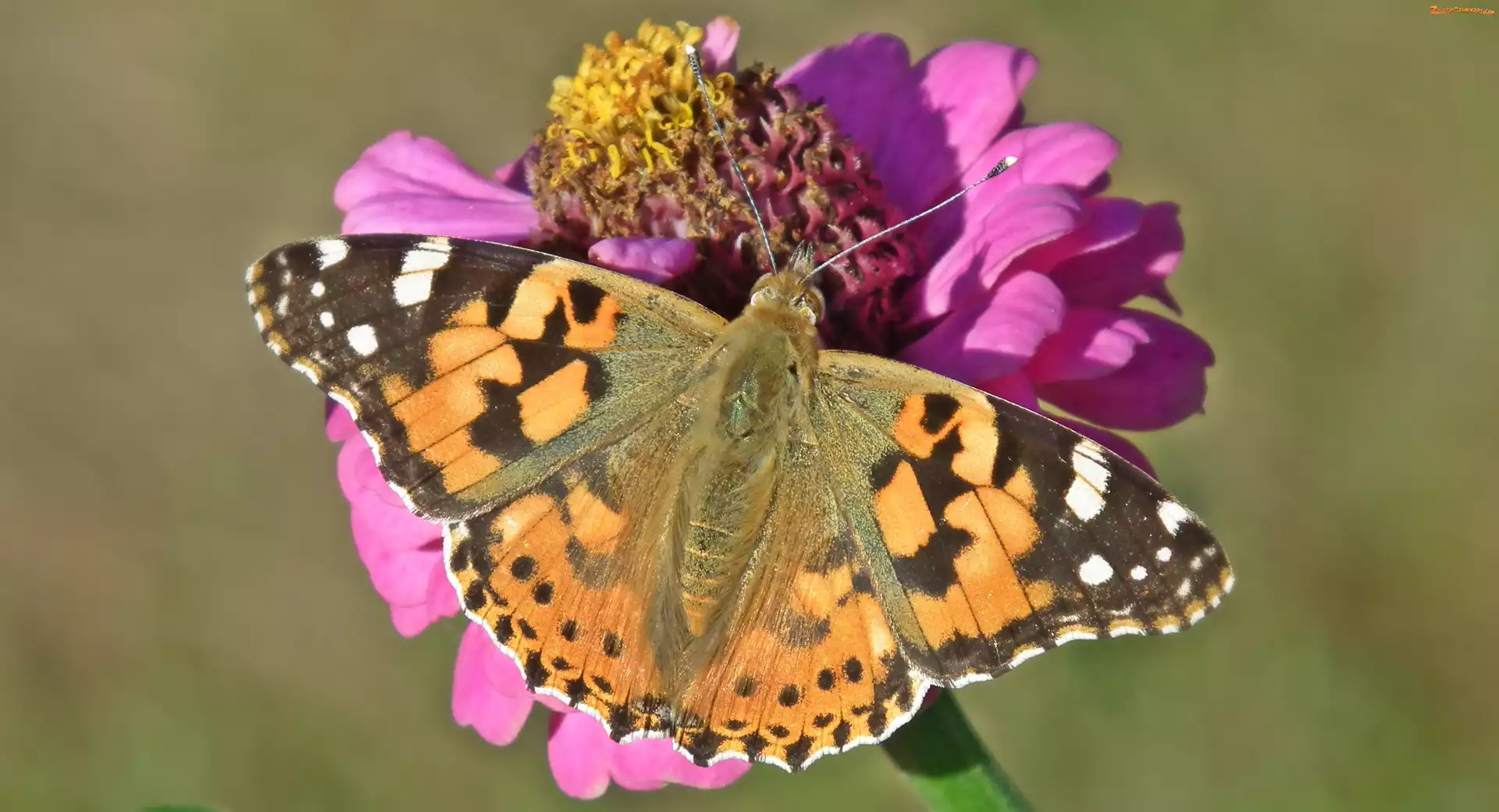 Rusałka osetnik, Cynia, Motyl, Kwiat
