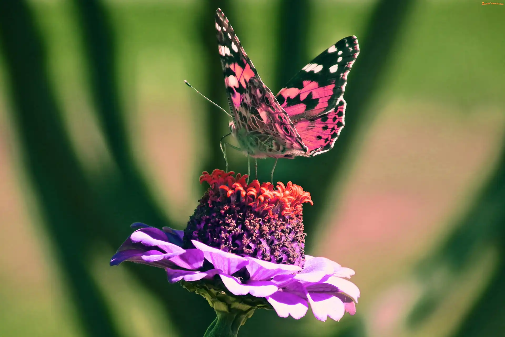 Rusałka osetnik, Cynia, Motyl, Kwiat