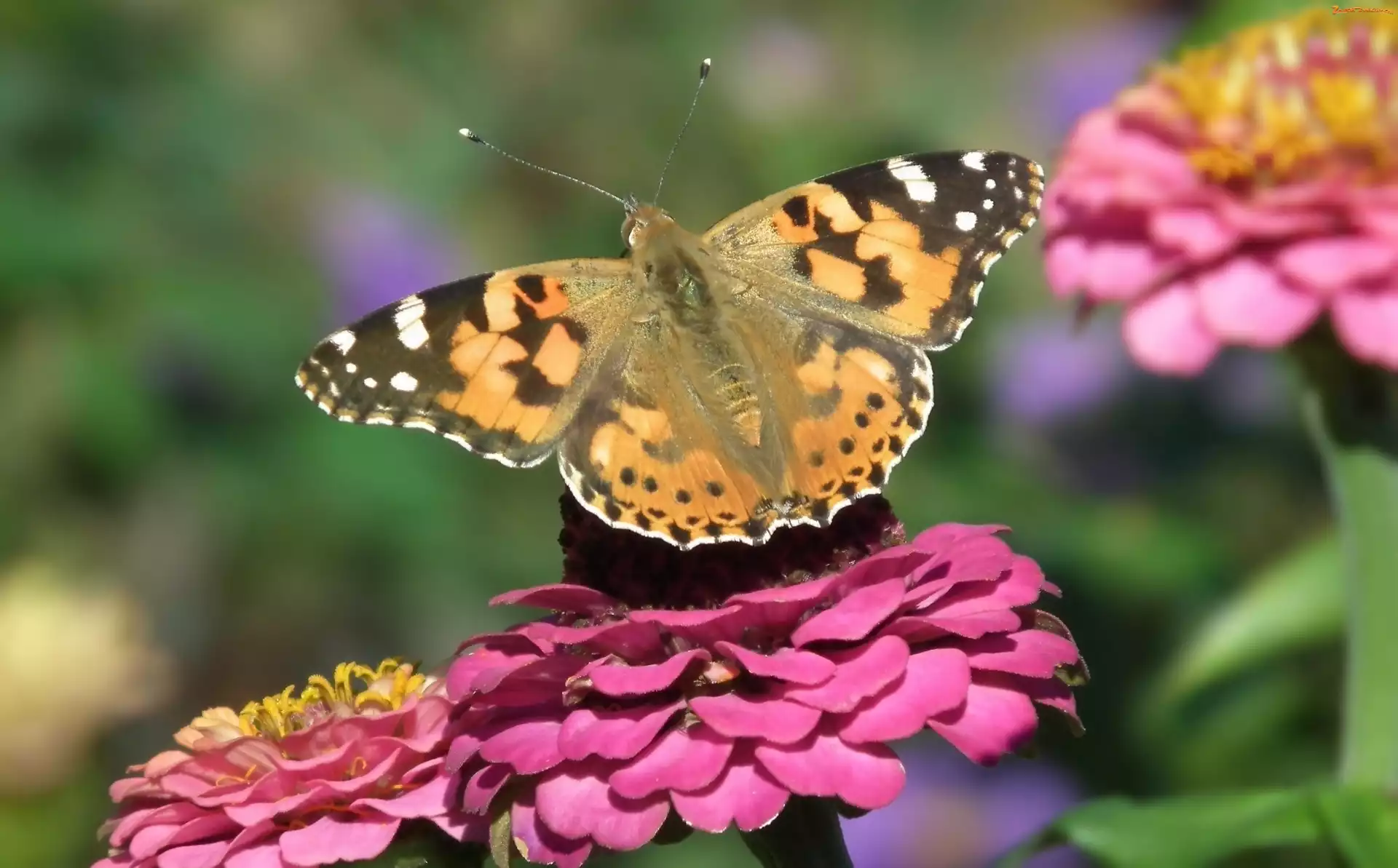 Rusałka osetnik, Cynia, Motyl, Kwiat