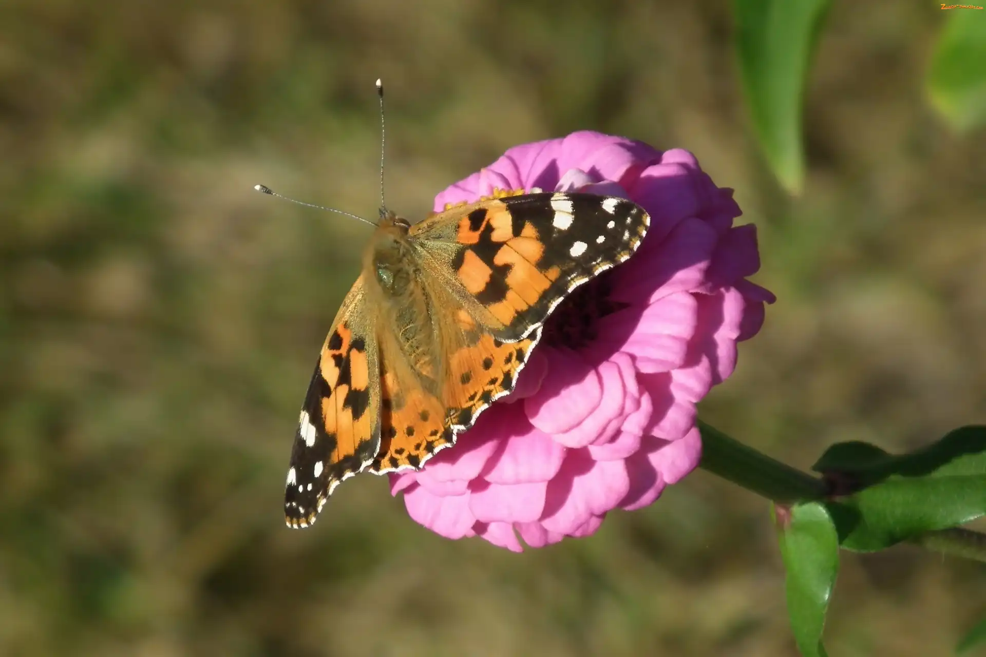 Rusałka osetnik, Cynia, Motyl, Kwiat