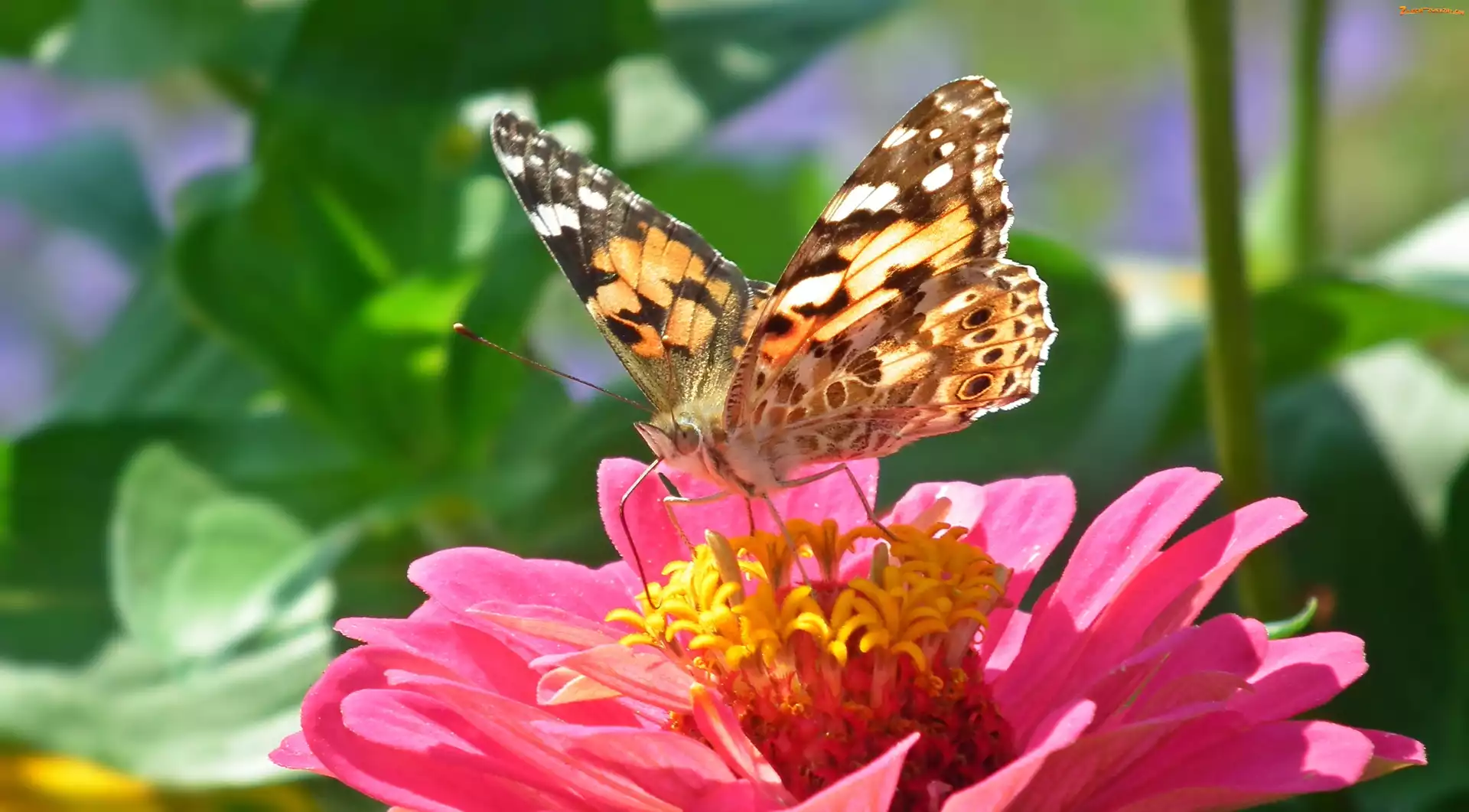 Rusałka, Cynia, Motyl, Osetnik