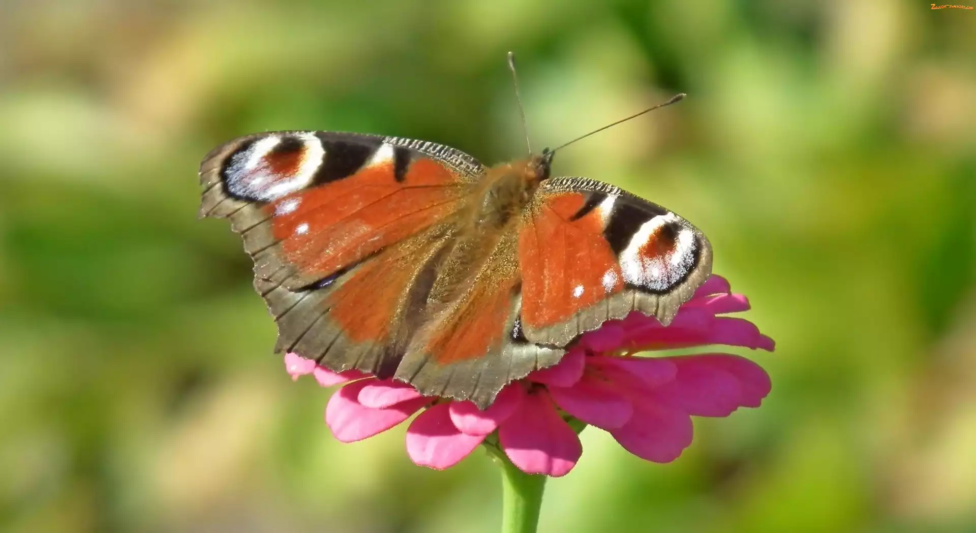 Rusałka pawik, Cynia, Motyl, Kwiat