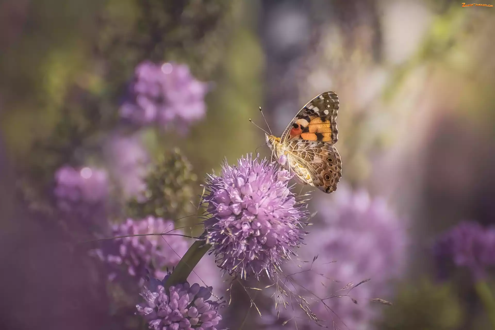 Rusałka osetnik, Kwiaty, Motyl, Liliowe