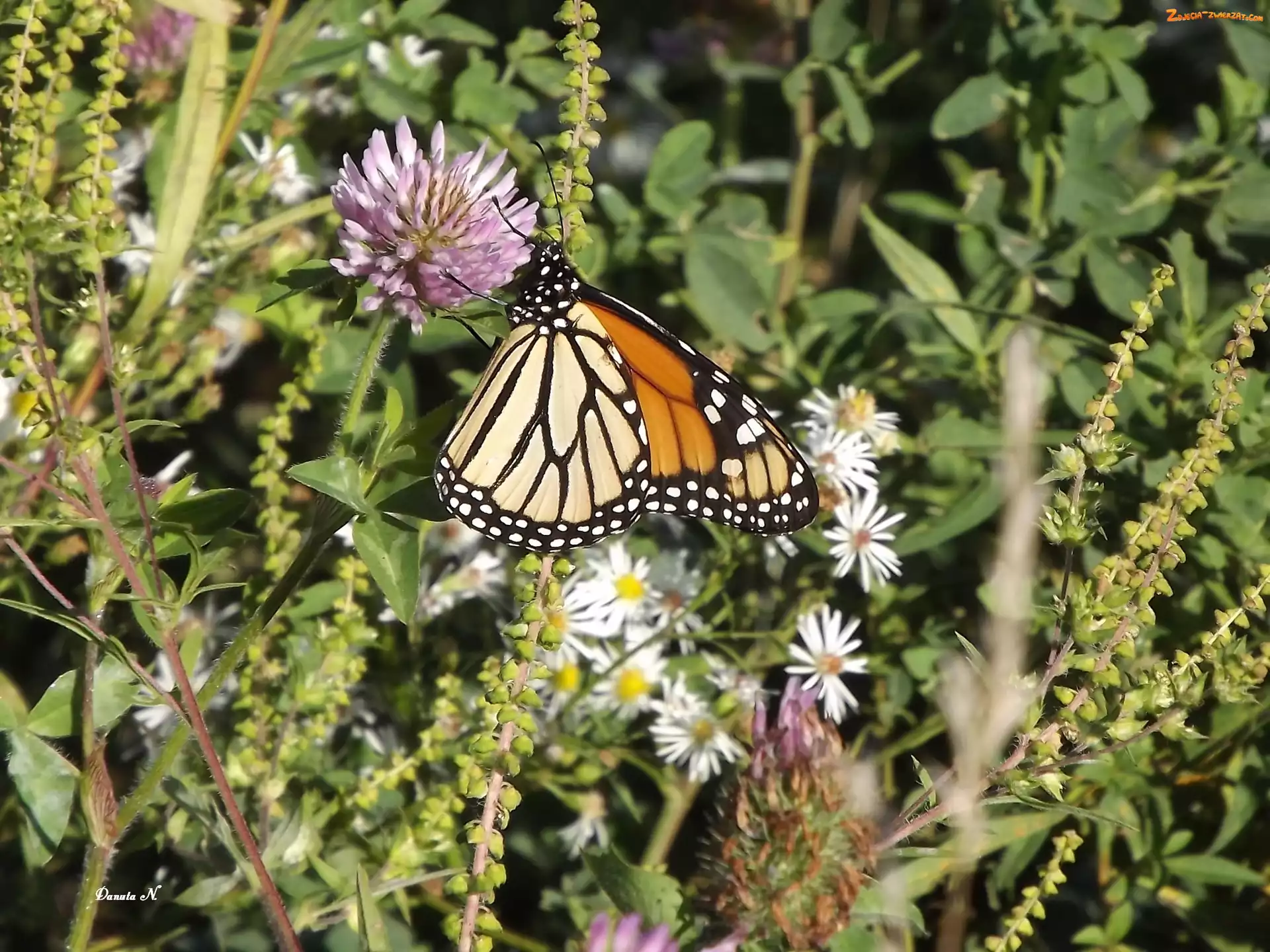 Monarch, Kwiaty, Motyl, Polne