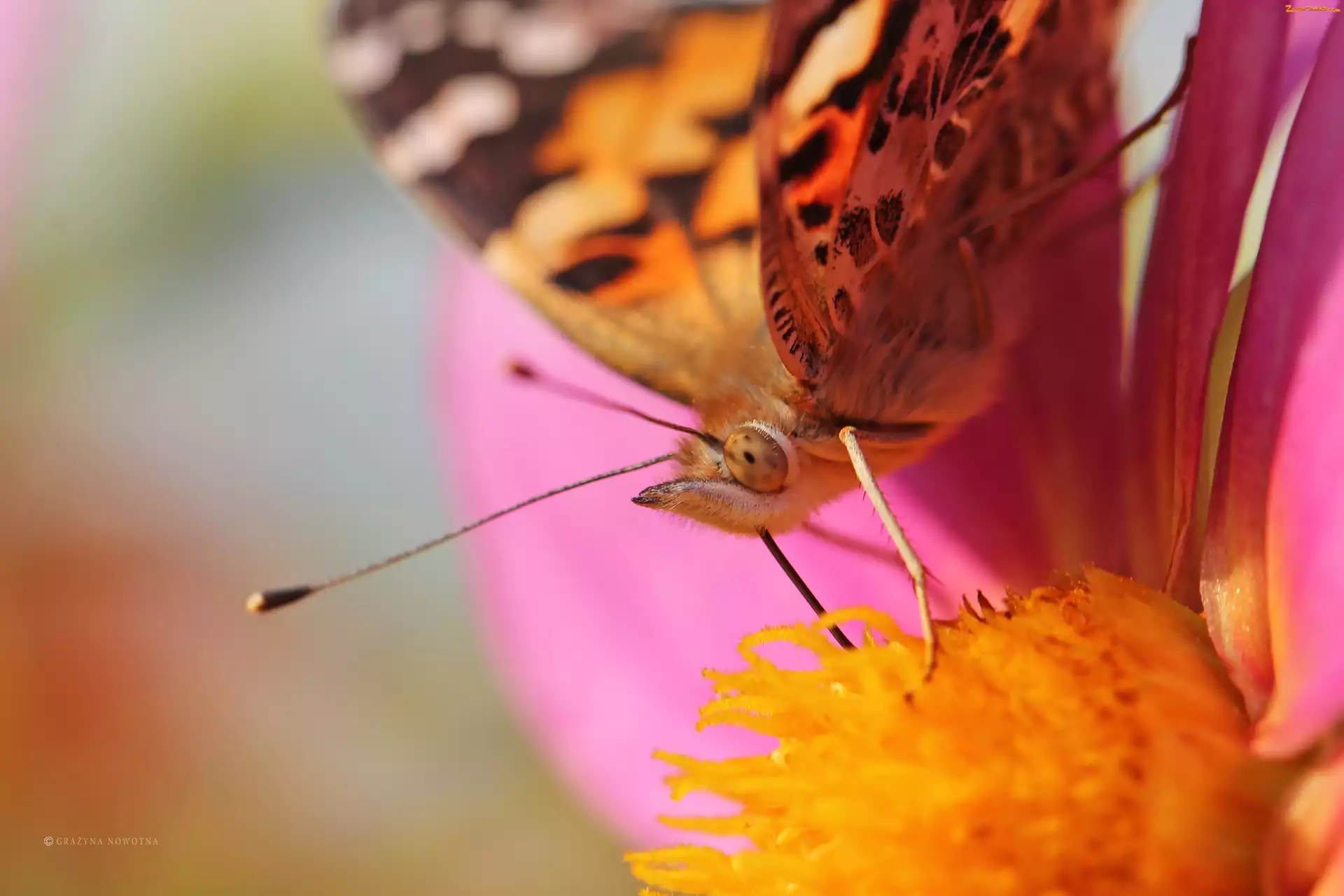 Rusałka Osetnik, Makro, Motyl, Oko
