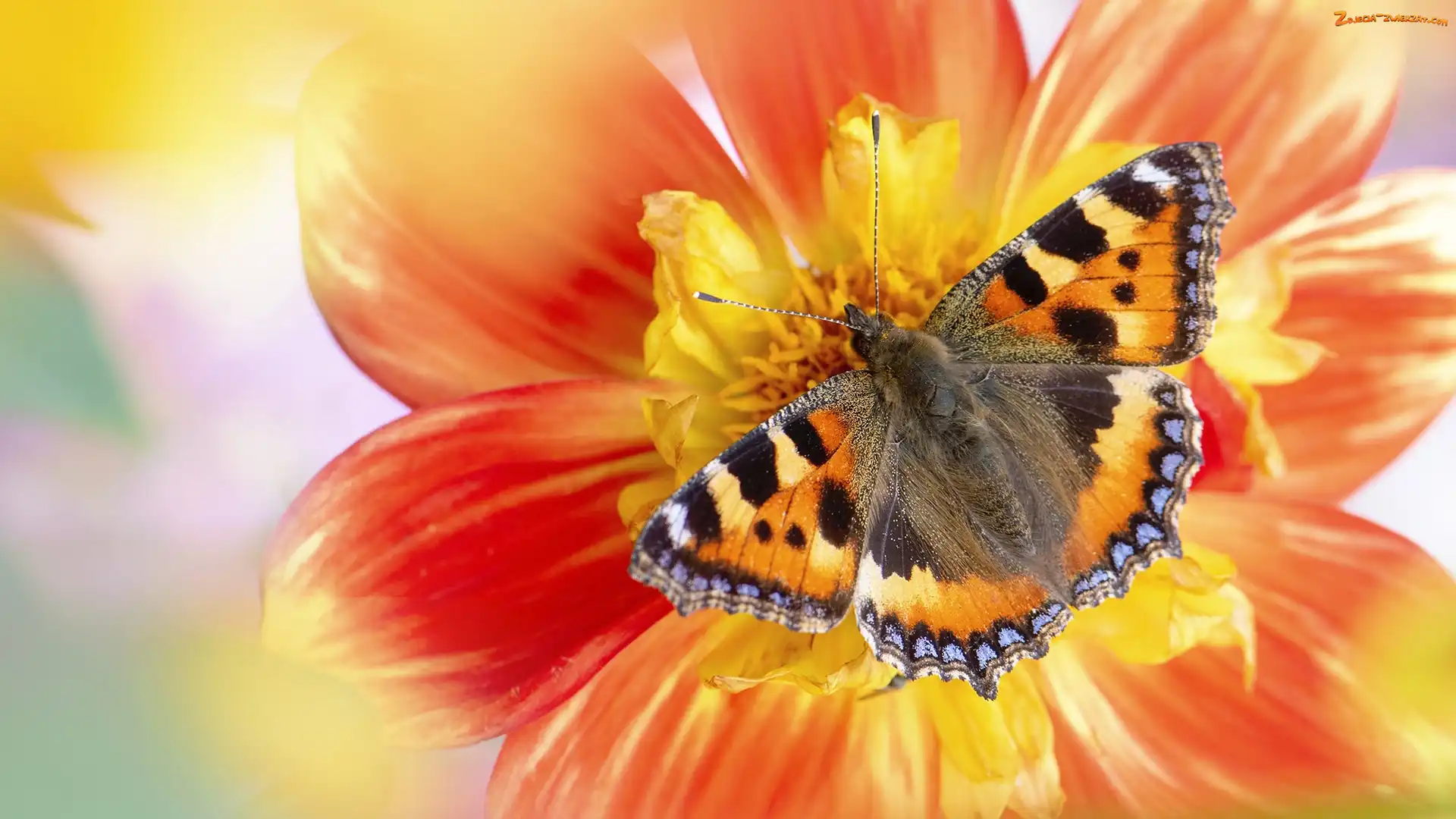 Rusałka pokrzywnik, Makro, Motyl, Kwiat