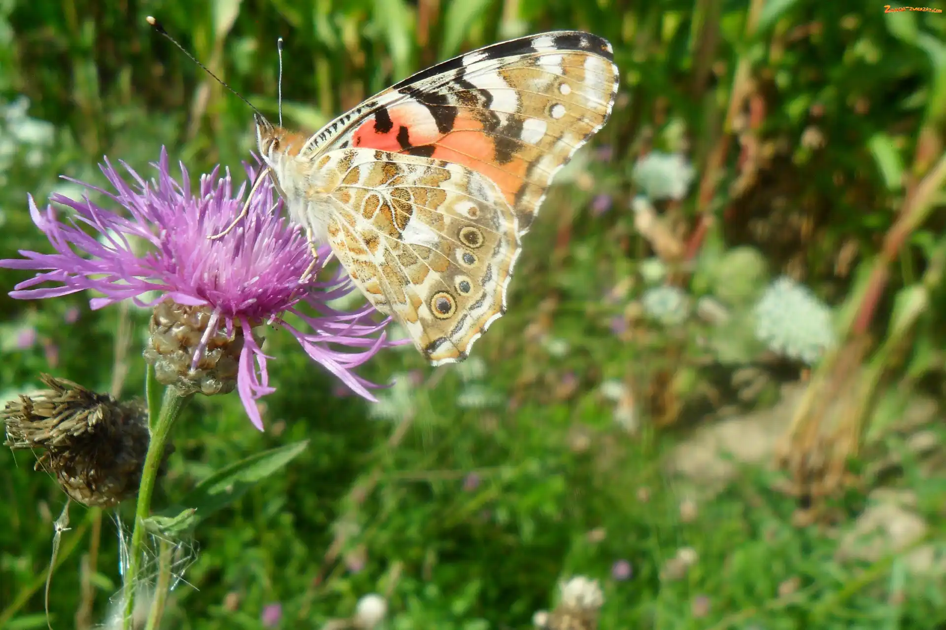 Rusałka, Oście, Motyl, Na