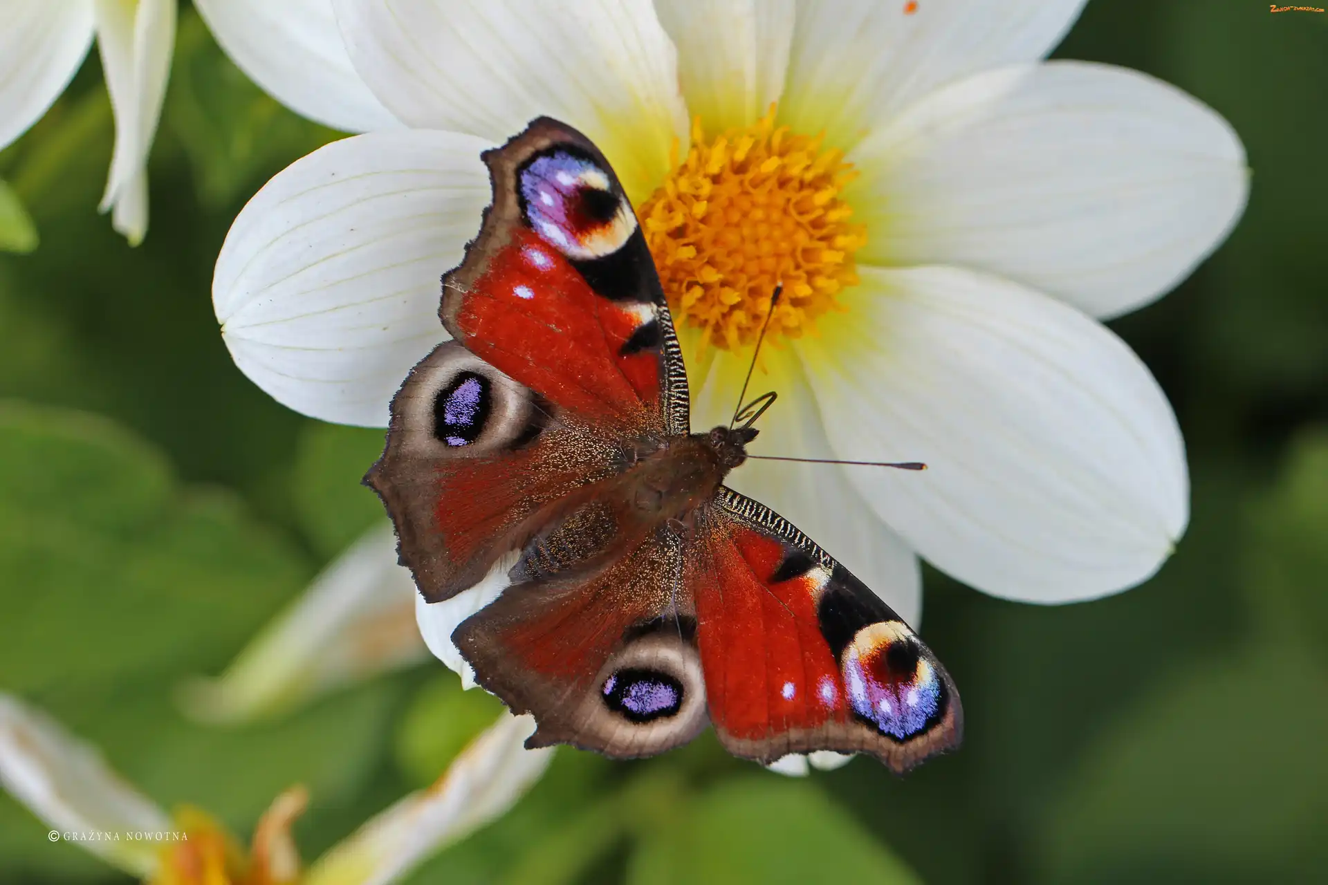 Rusałka Pawik, Owad, Motyl, Czerwony