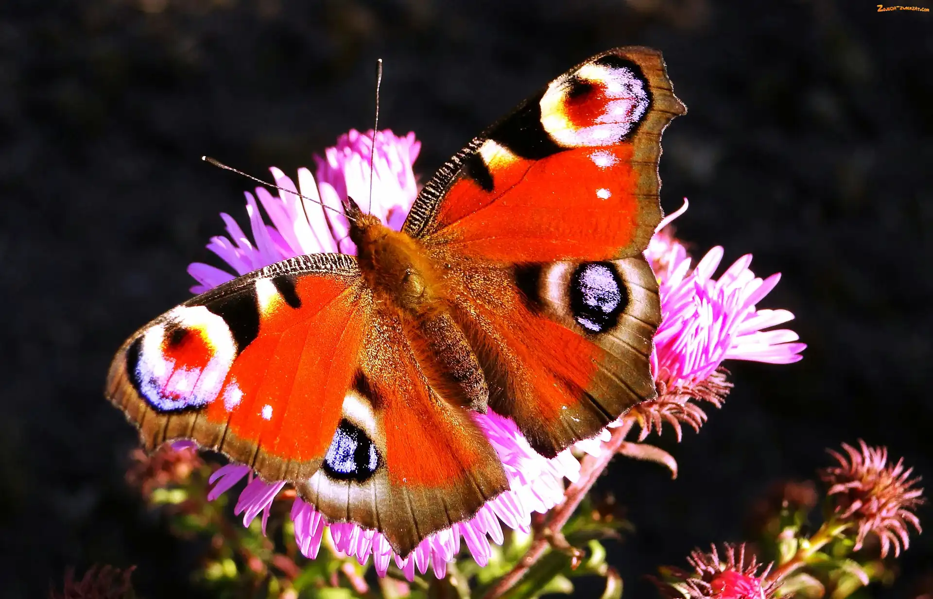 Motyl, Rusałka pawik