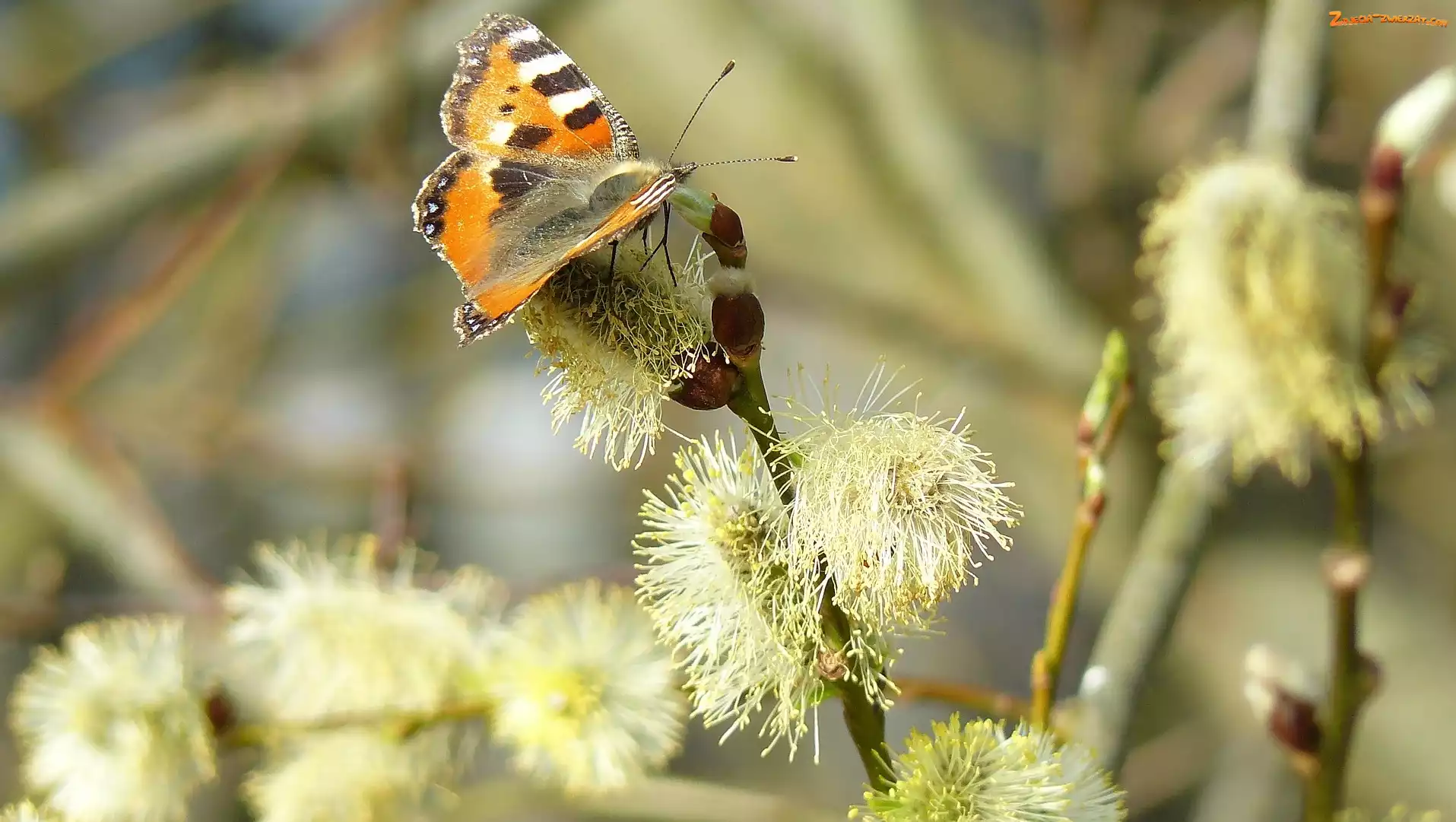 Rusałka pokrzwnik, Wierzby, Motyl, Gałązki