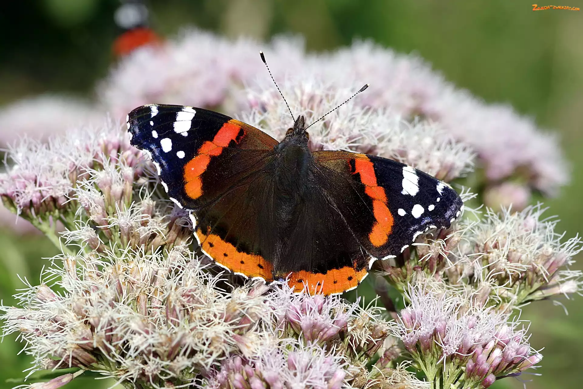 Rusałka admirał, Zbliżenie, Motyl, Kwiaty