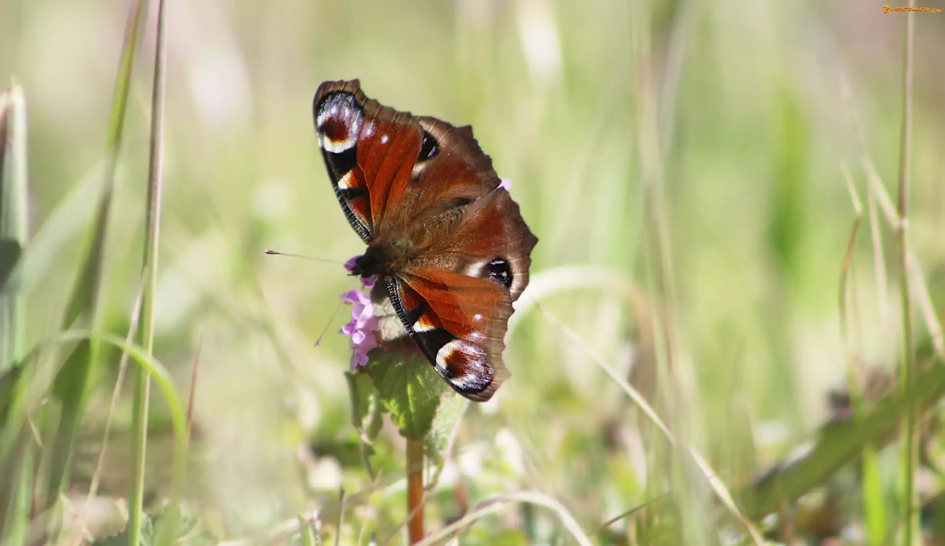 Rusałka pawik, Zbliżenie, Motyl, Kwiat