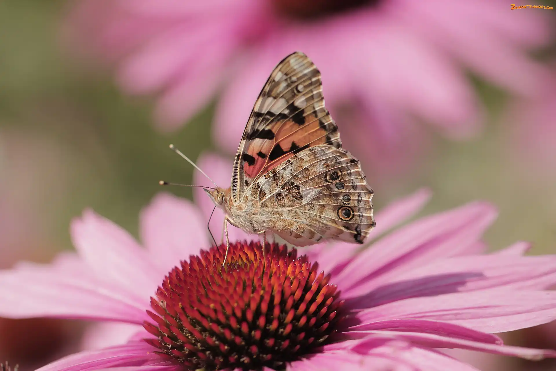 Owad, Rusałka osetnik, Jeżówka, Kwiat, Motyl, Makro