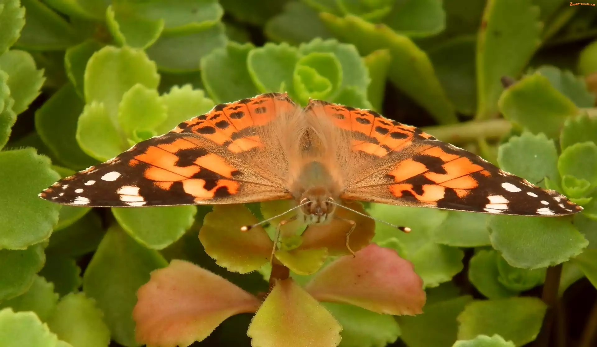 Rusałka osetnik, Owady, Motyl