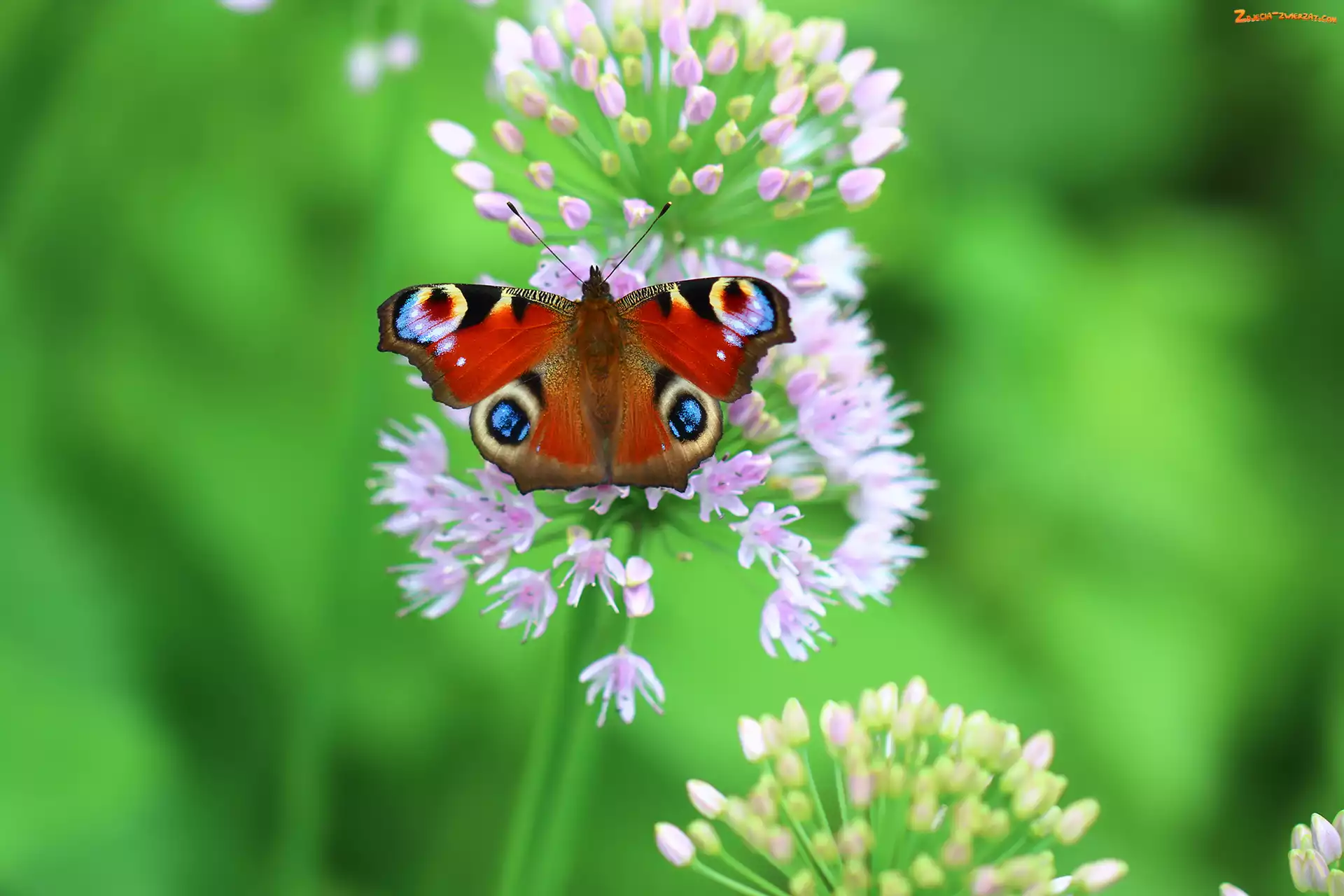 Rusałka pawik, Czosnek ozdobny, Motyl