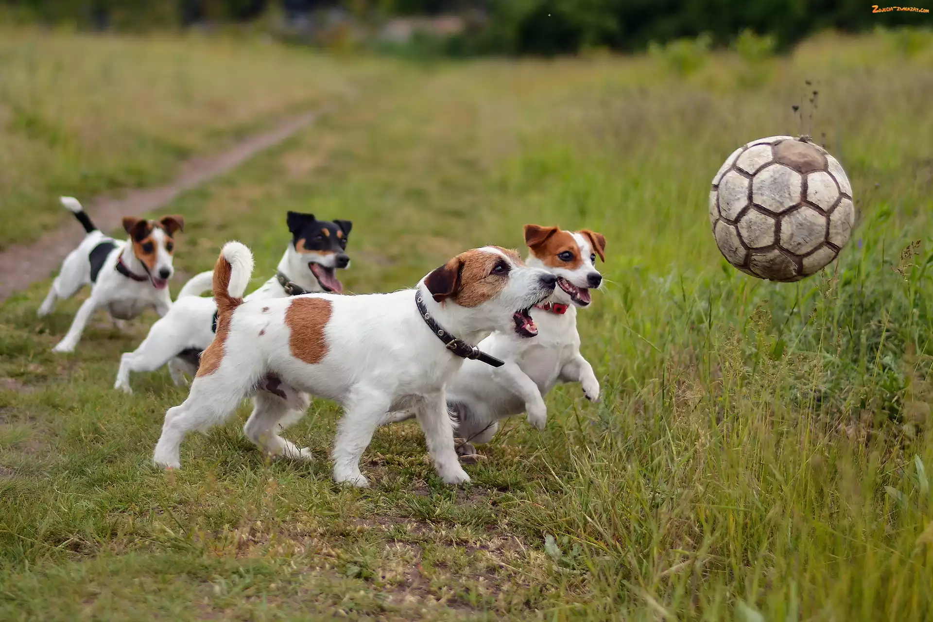 Jack Russell Terrier, Łąka, Zabawa, Psy, Piłką