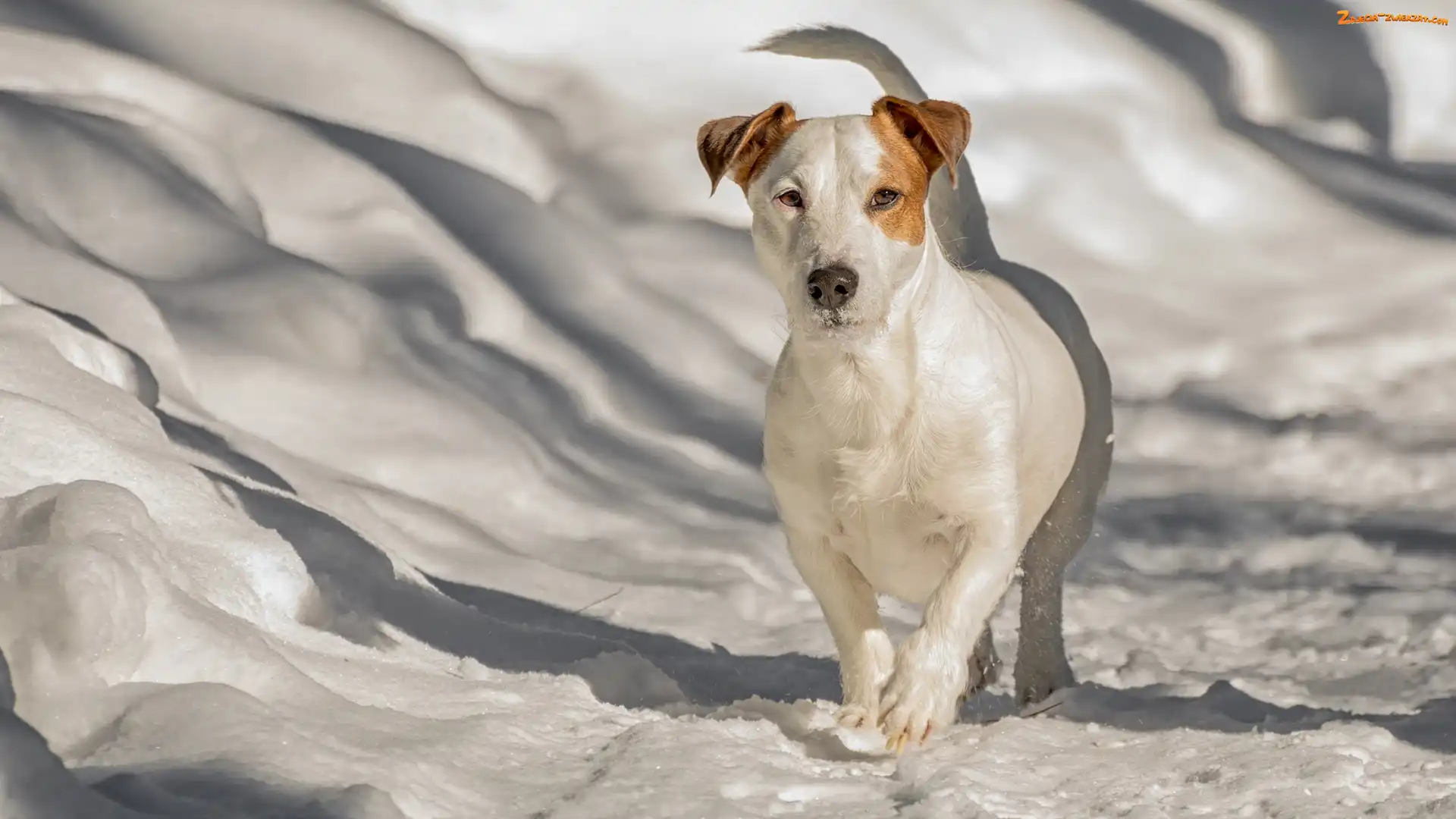 Śnieg, Pies, Jack Russell terrier