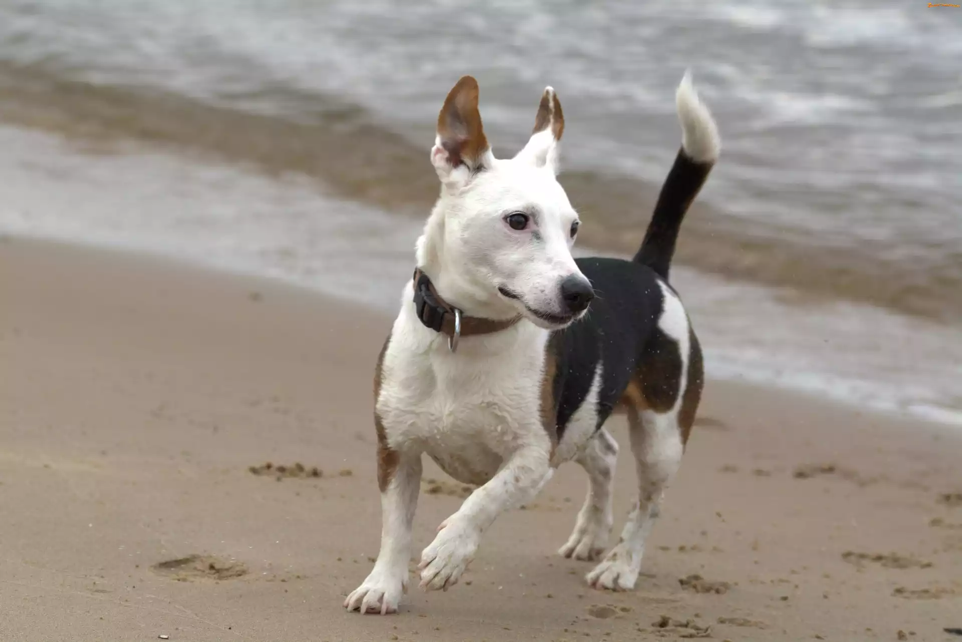 Russell Terrier, Pies, Jack