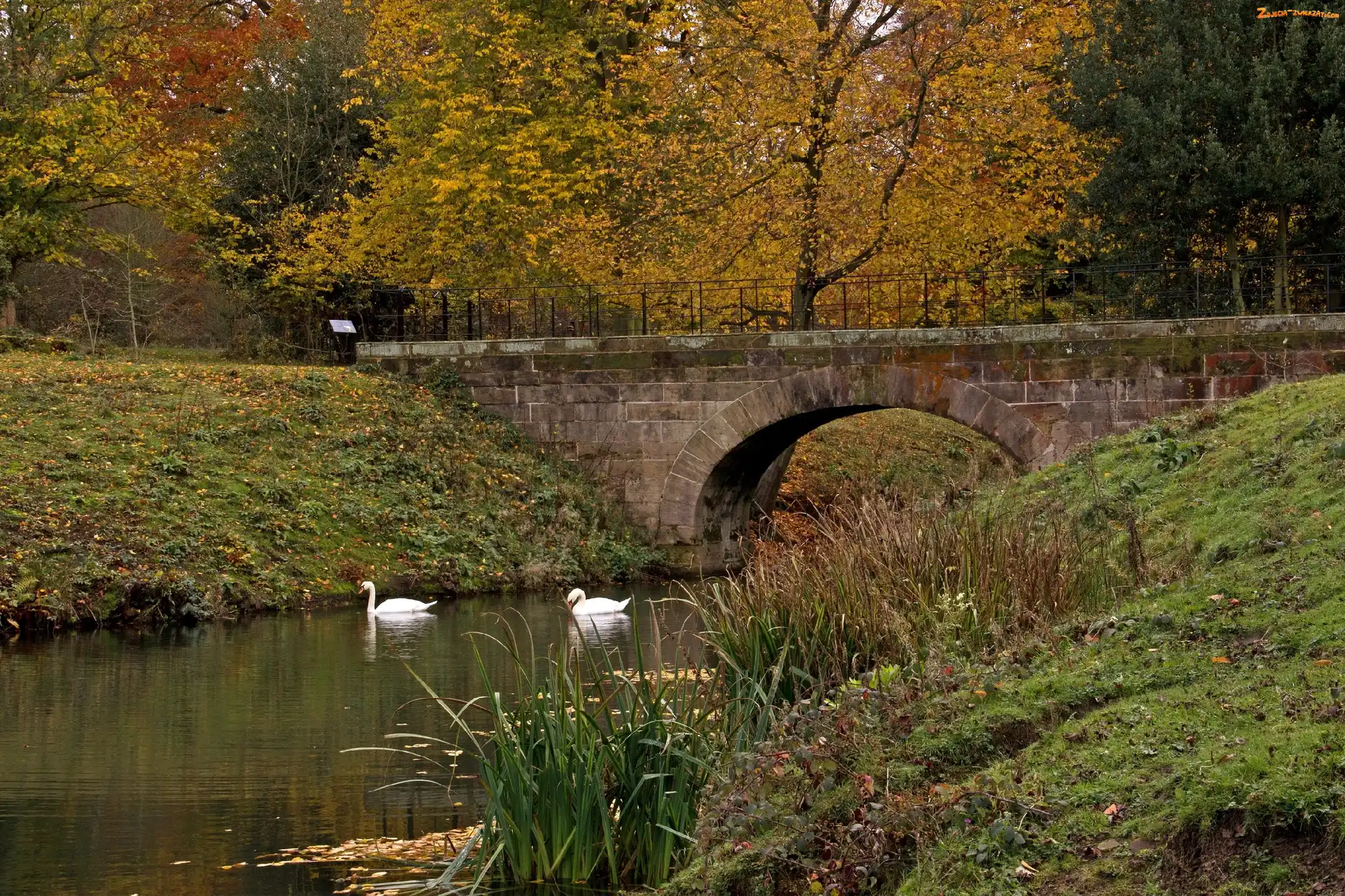 Rzeka, Łabędzie, Park, Most