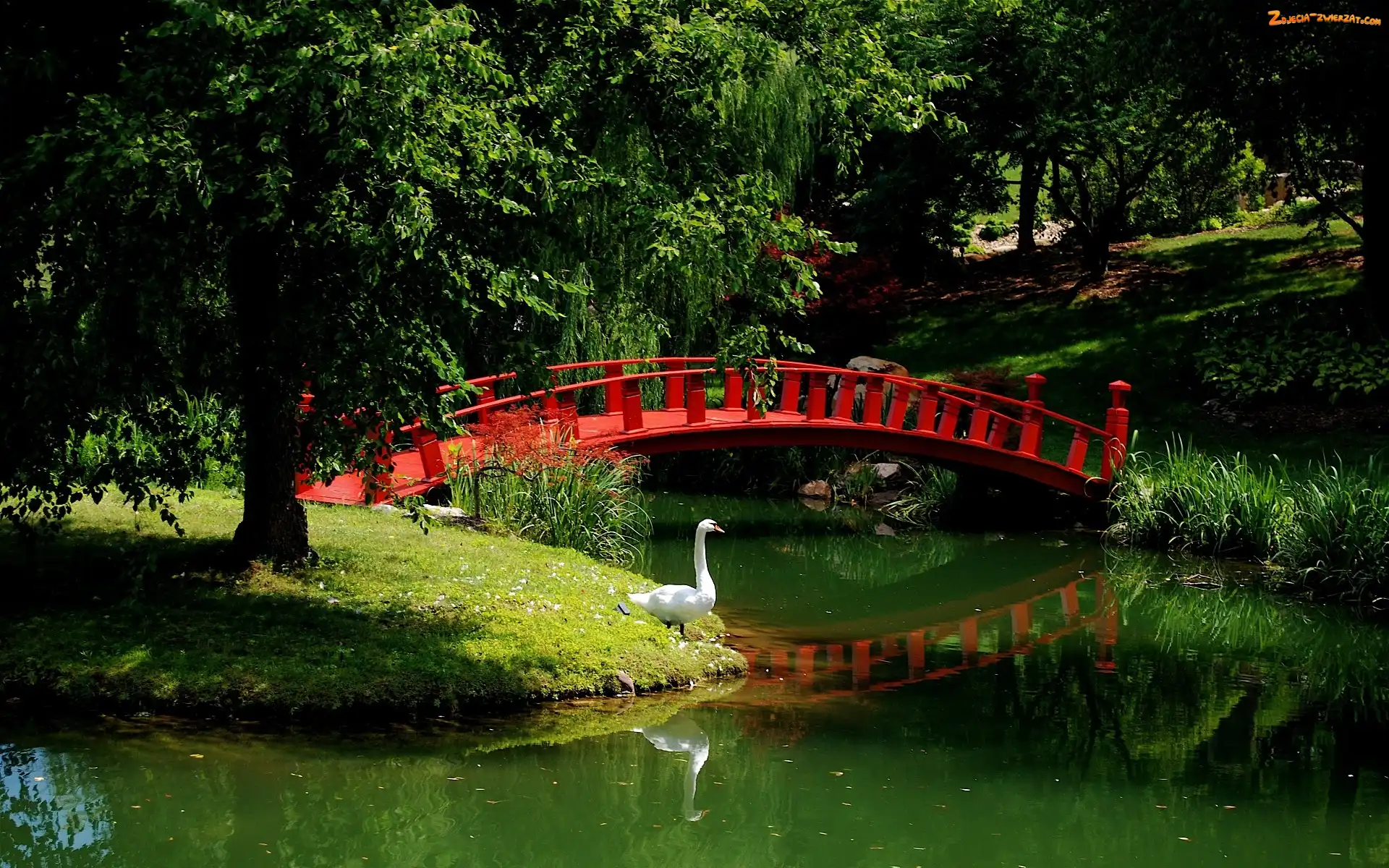 Rzeka, Łabędź, Park, Mostek
