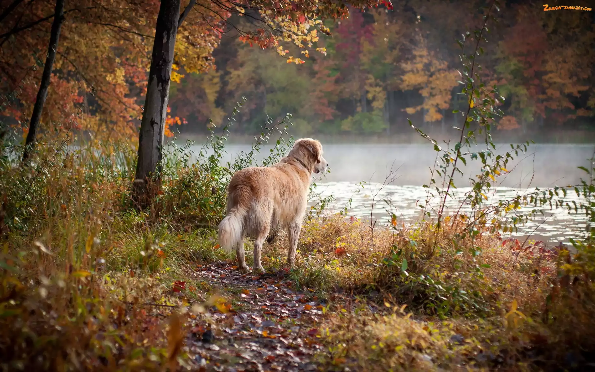 Golden Retriever, Jesień, Rzeka, Pies, Las