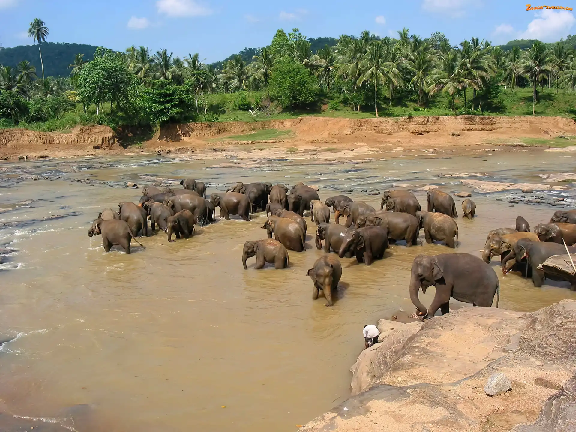 Rzeka, Sri Lanka, Słonie, Kąpiel