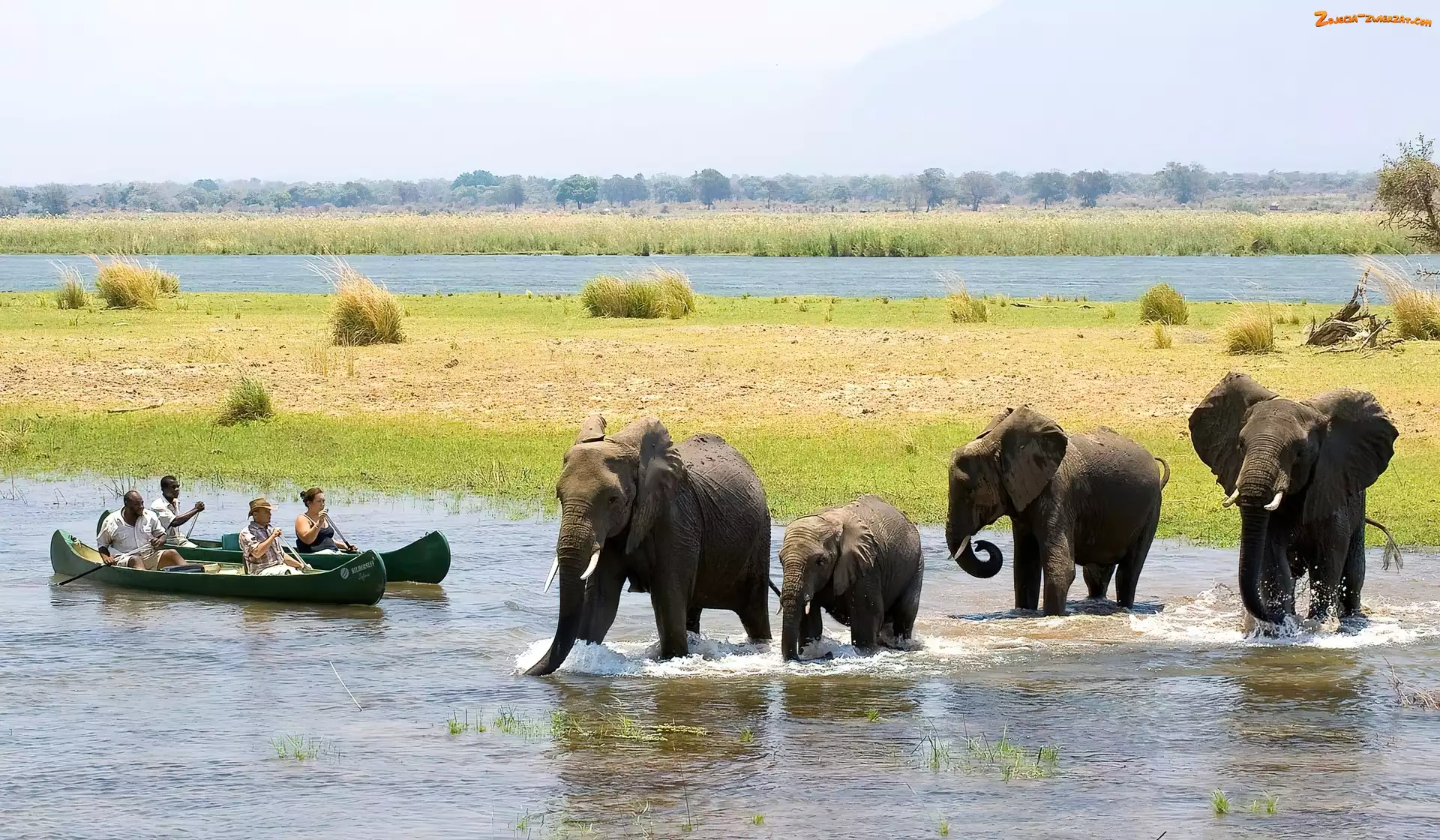 Rzeka, Zimbabwe, Słonie, Łodzie