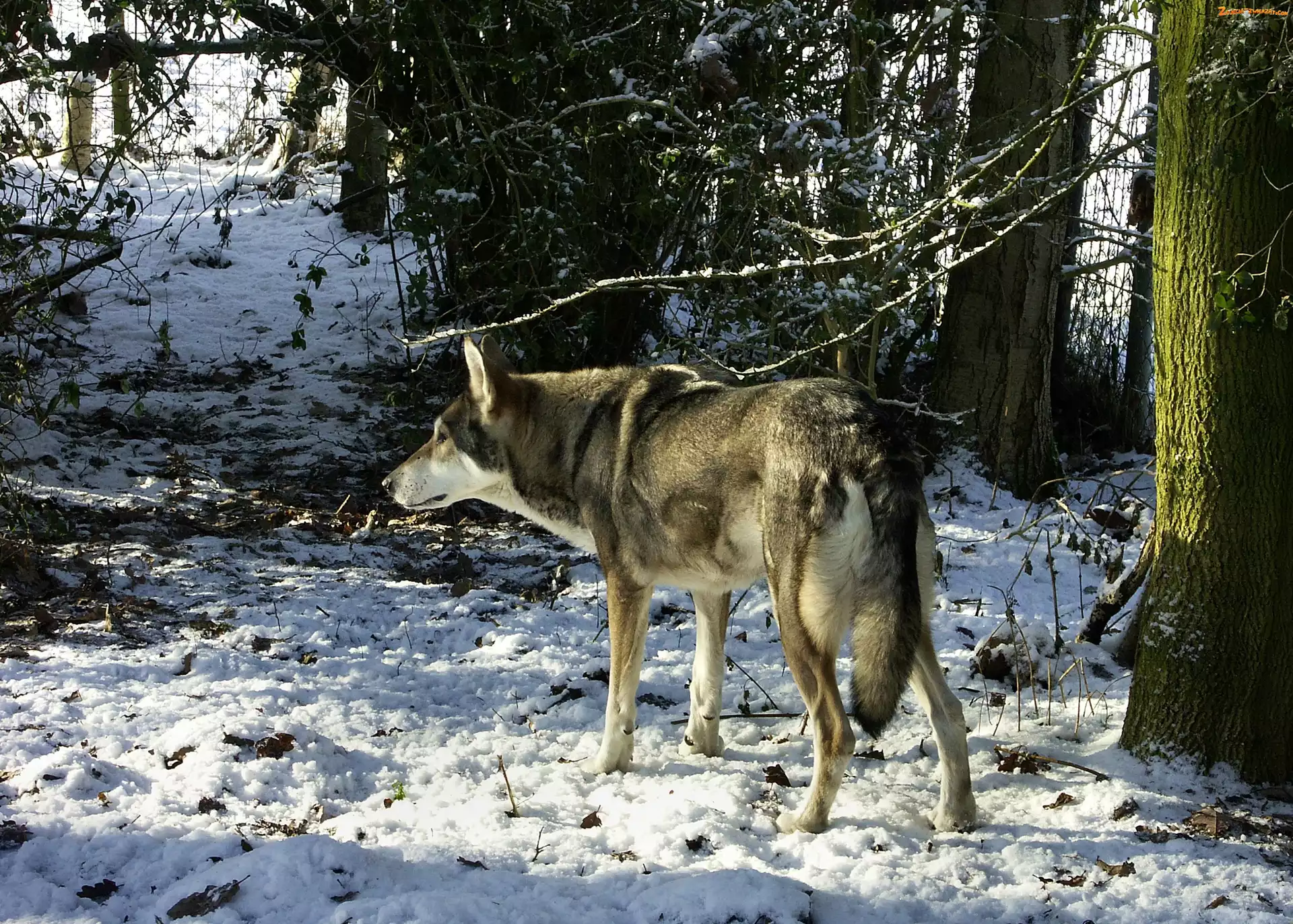 śnieg, Saarlooswolfhond, las