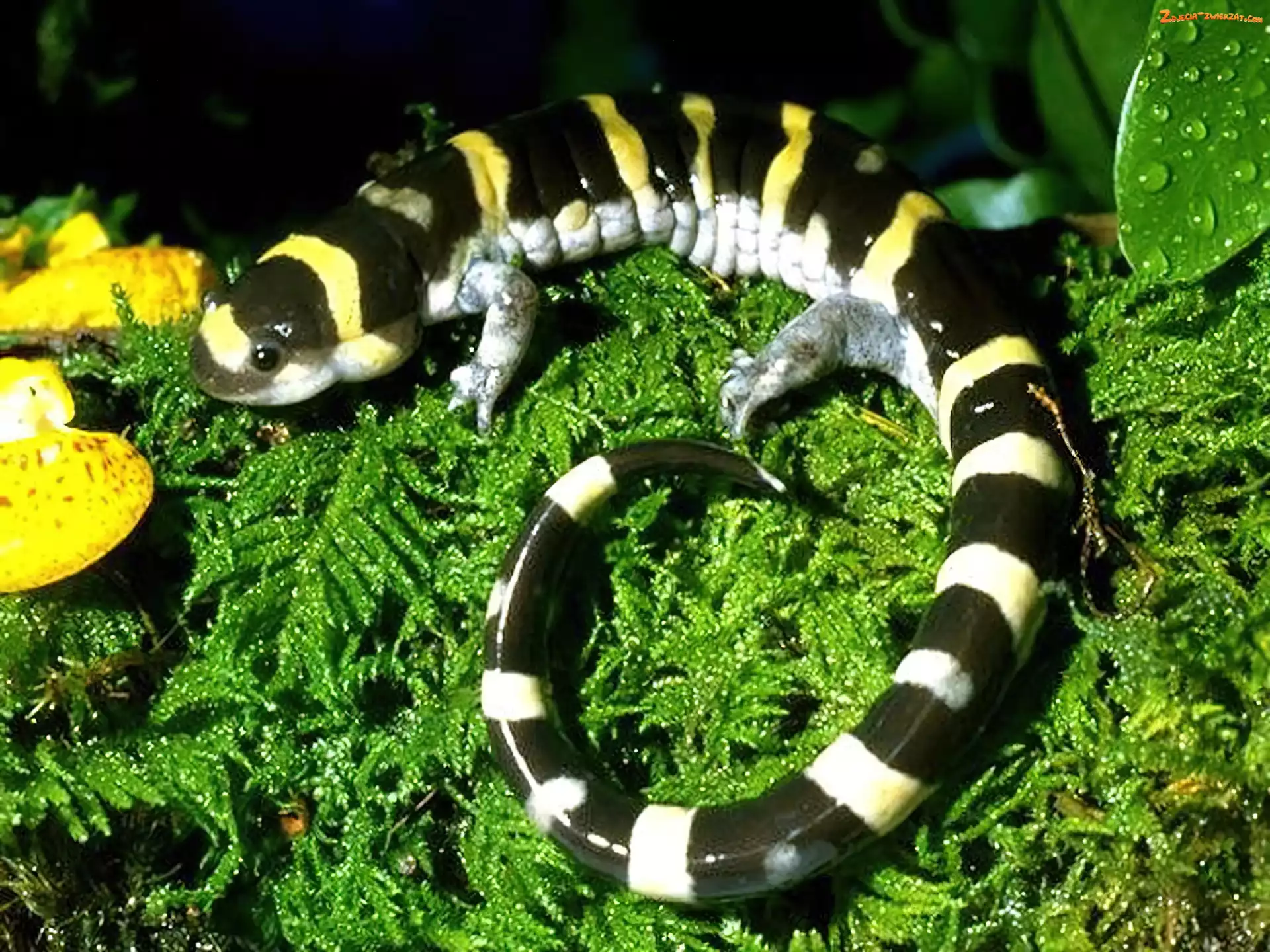 Trawa, Salamandra