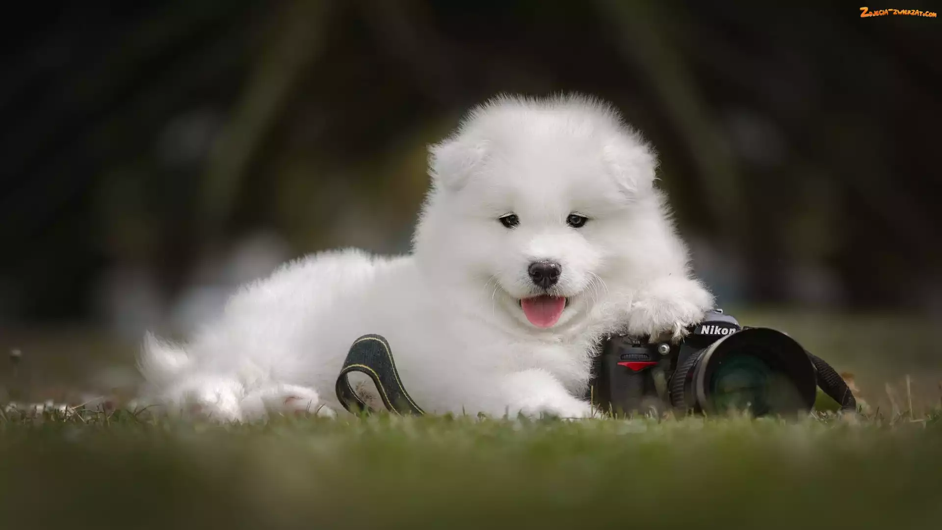 Pies, Samojed, Aparat fotograficzny, Szczeniak