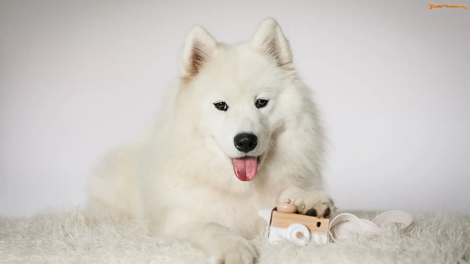 Samojed, Biały, Zabawka, Mordka, Pies, Język