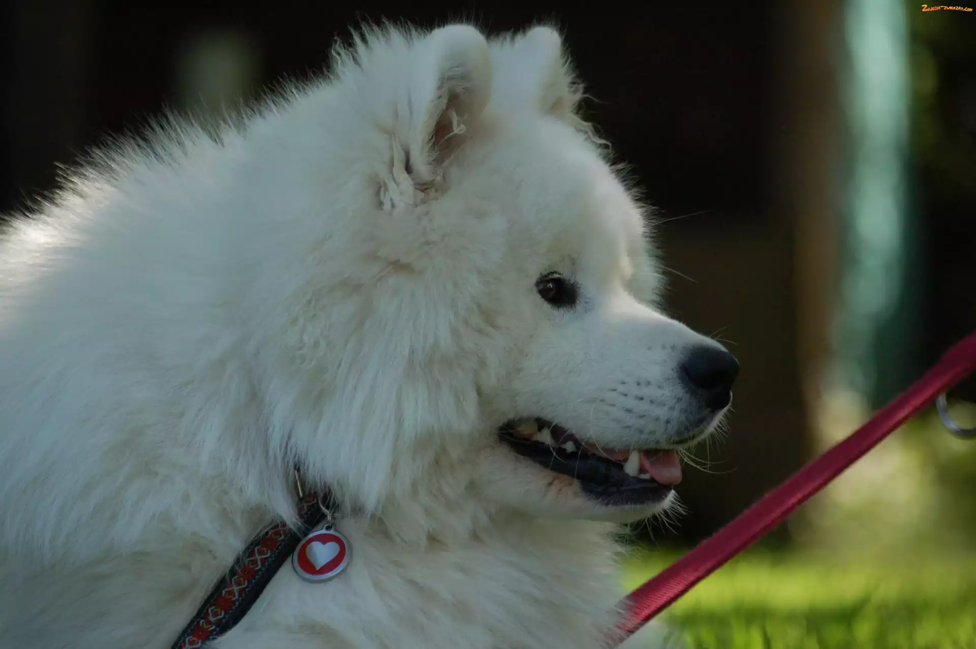 smycz, Samojed, serduszko