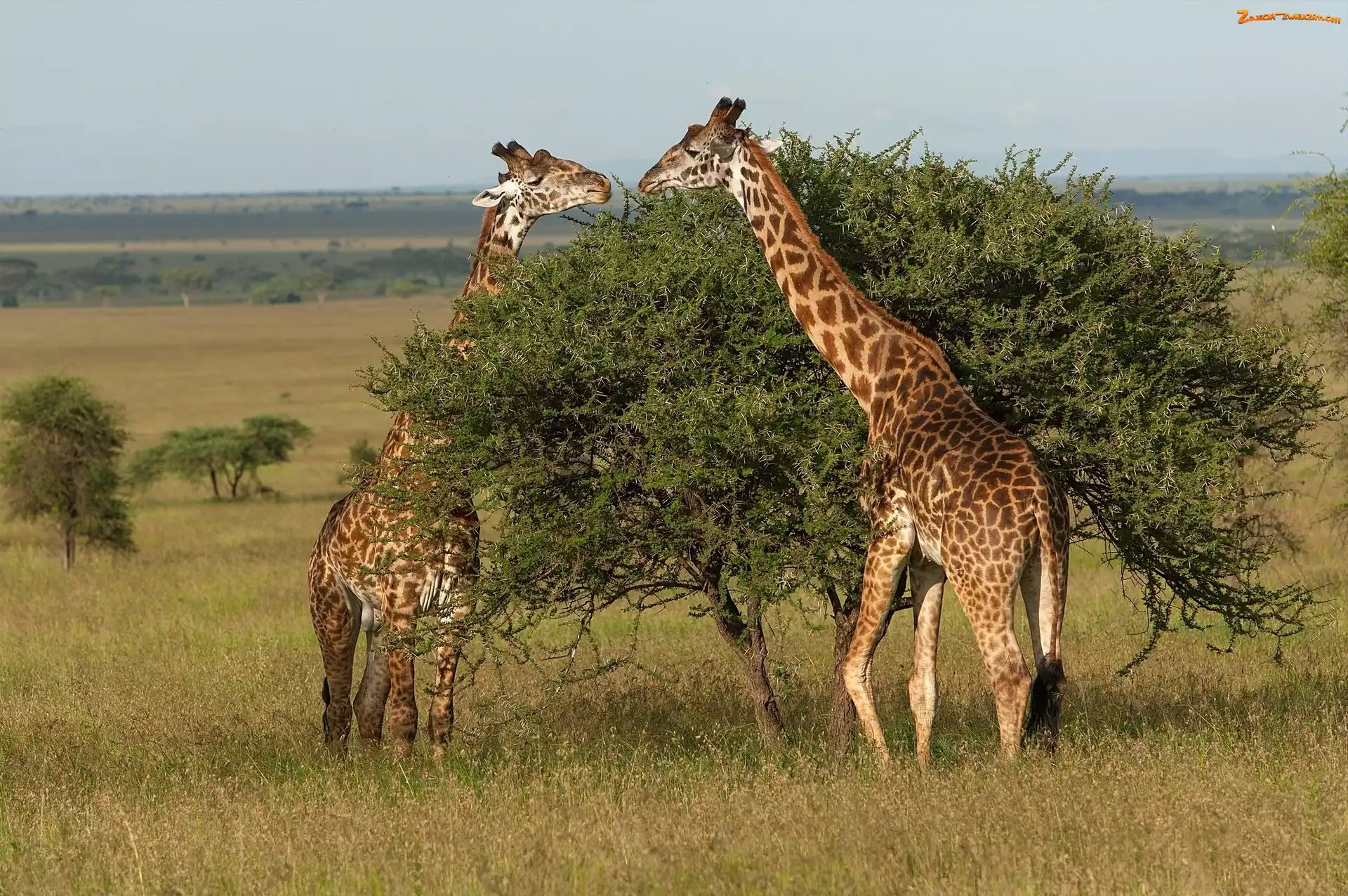 Sawanna, Tanzania, Żyrafy, Park Narodowy Serengeti