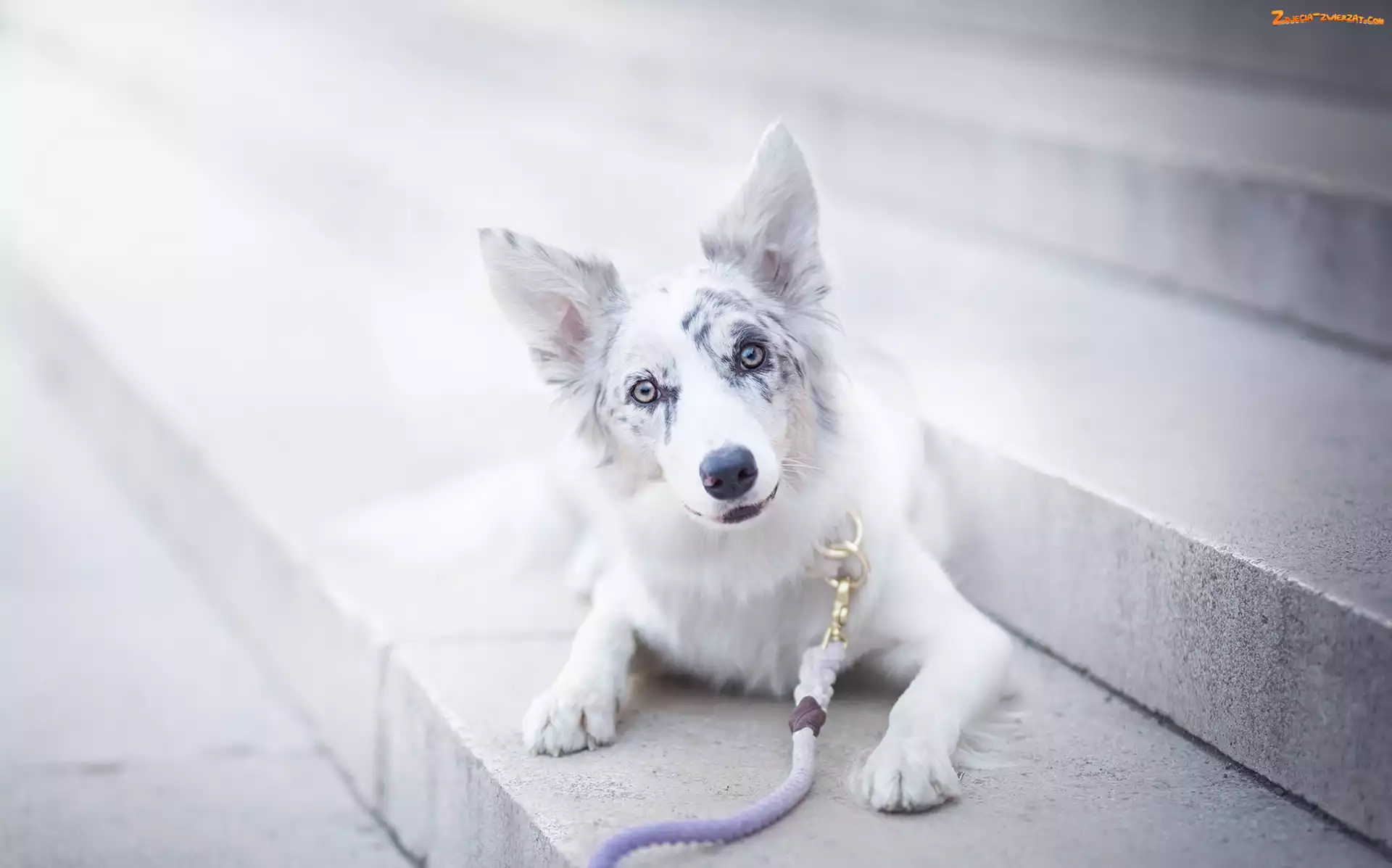 Schody, Border collie, Smycz