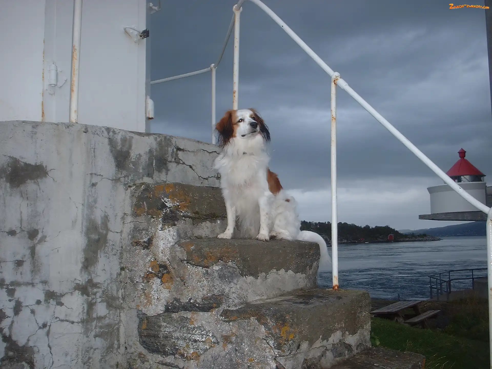 schody, Płochacz holenderski, Kooikerhondje